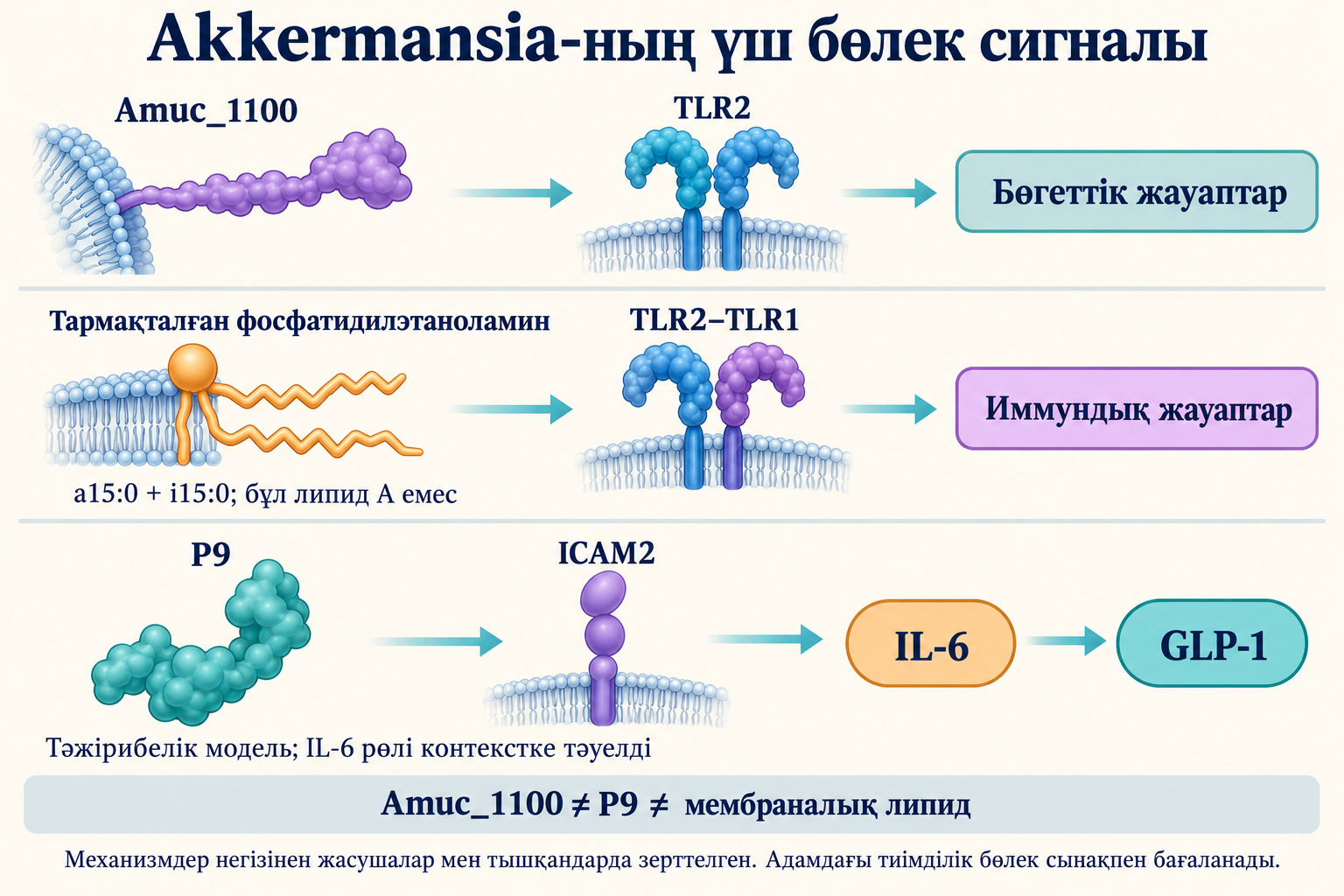 Үш бөлек тәжірибелік сигнал: Amuc_1100–TLR2, тармақталған фосфатидилэтаноламин–TLR2/TLR1 және P9–ICAM2–IL-6–GLP-1.