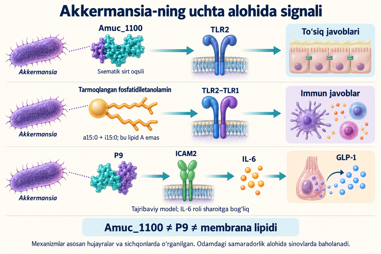 Uchta alohida tajribaviy signal: Amuc_1100–TLR2, tarmoqlangan fosfatidiletanolamin–TLR2/TLR1 va P9–ICAM2–IL-6–GLP-1.