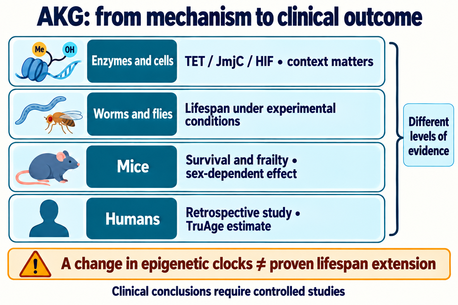 Four AKG evidence levels: enzymes and cells, invertebrates, mice and retrospective human TruAge data; changing a clock does not prove lifespan extension.