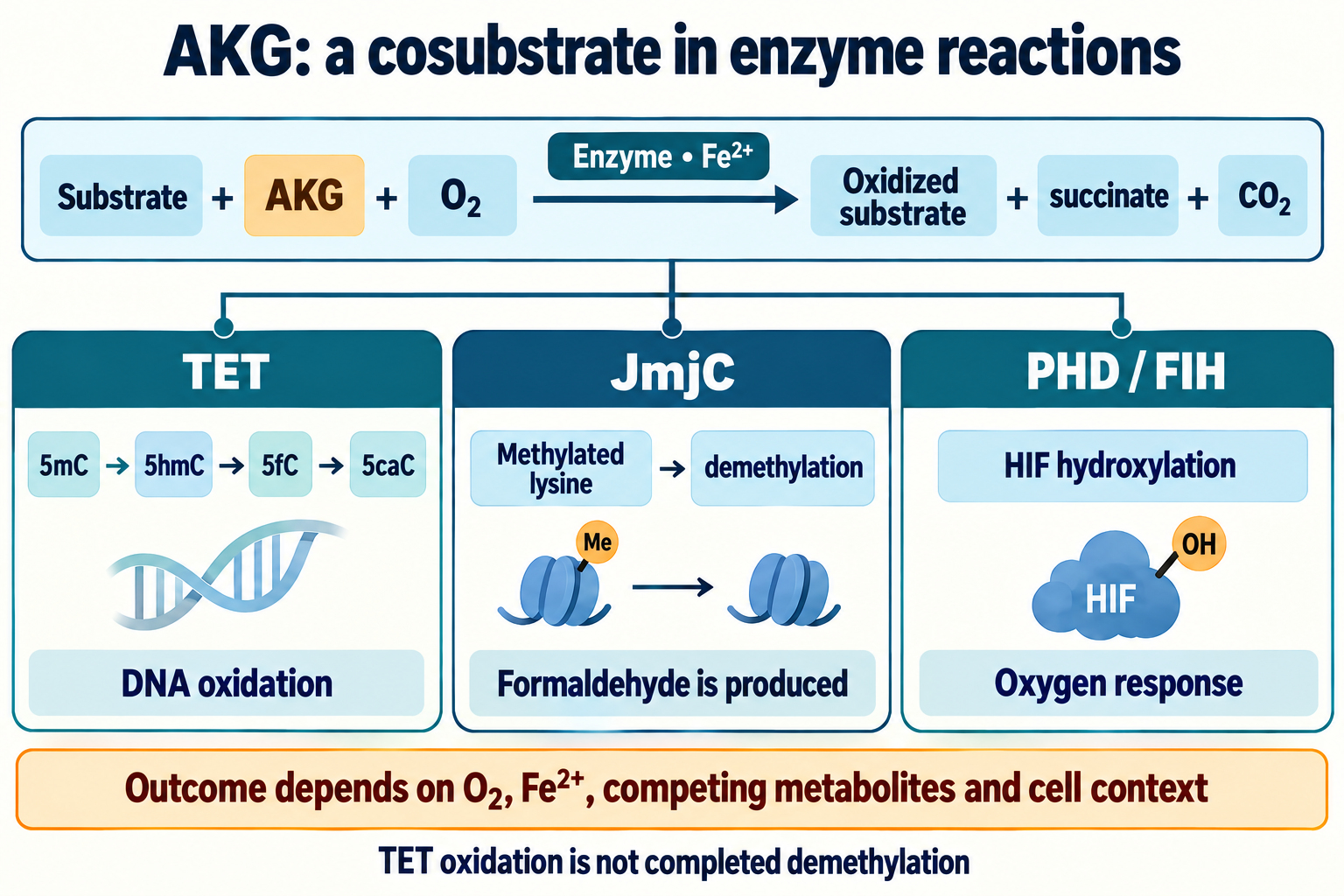 AKG and oxygen are consumed to produce succinate and CO₂; parallel TET, JmjC and PHD/FIH reactions depend on iron and cellular context.