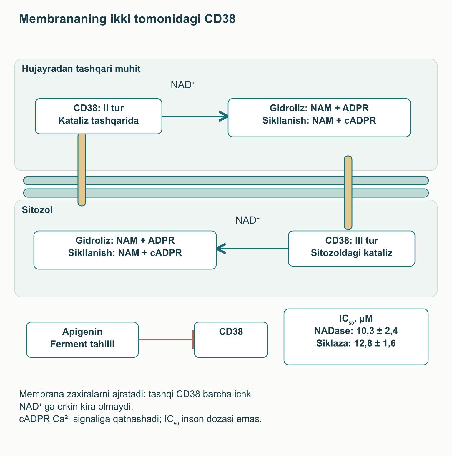 CD38 II va III katalitik domen yo‘nalishi, mahsulotlar va apigeninning mikromolyar susaytirishi
