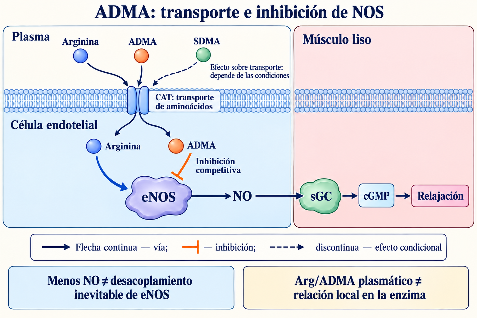 Transporte de arginina y ADMA, efecto condicional de SDMA e inhibición de eNOS con señal NO al músculo liso.