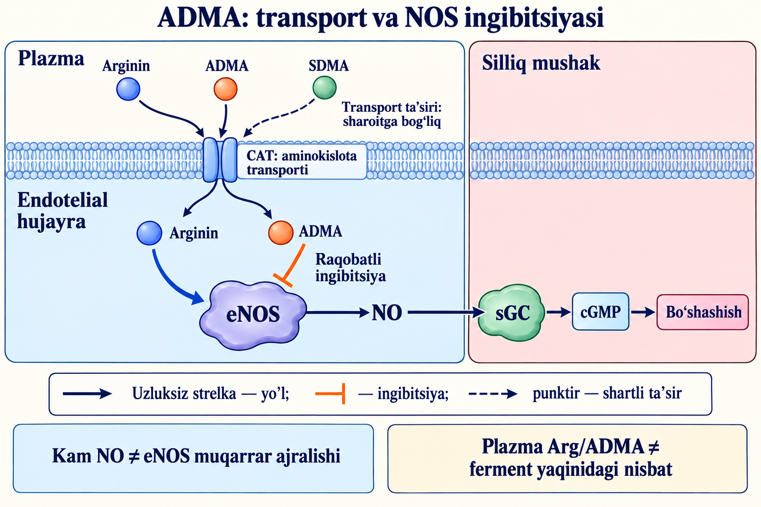 Arginin va ADMA transporti, SDMAning shartli ta’siri va eNOS ingibitsiyasi; NO silliq mushakka signal beradi.
