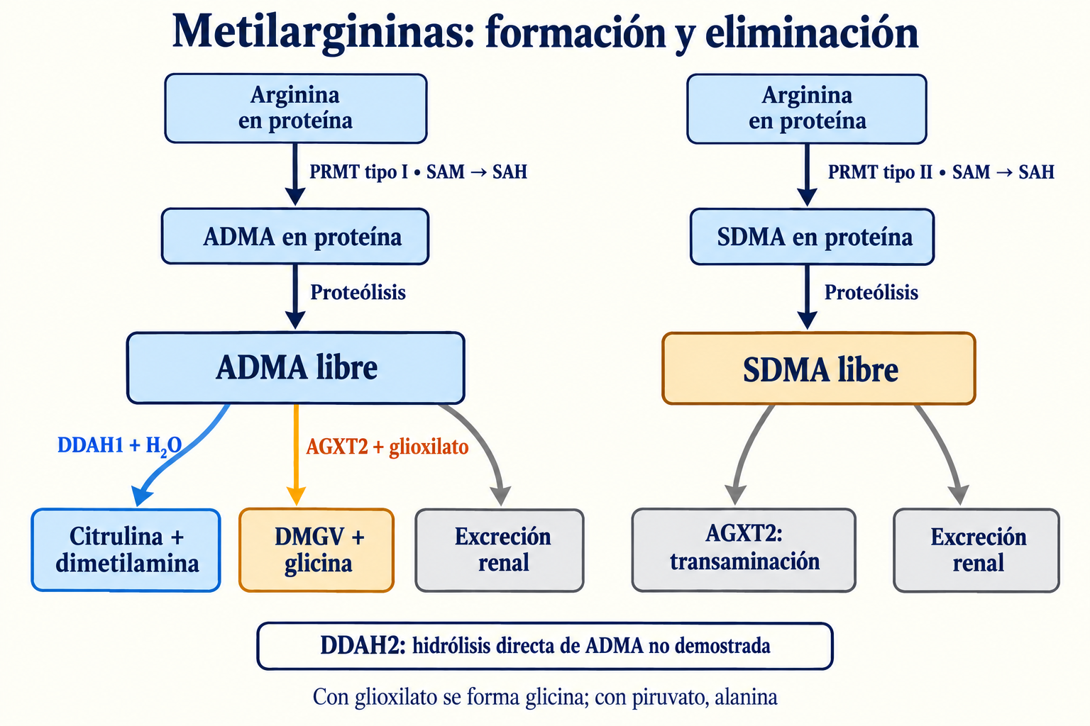 Liberación de ADMA y SDMA desde proteínas metiladas y vías de hidrólisis, transaminación y excreción.
