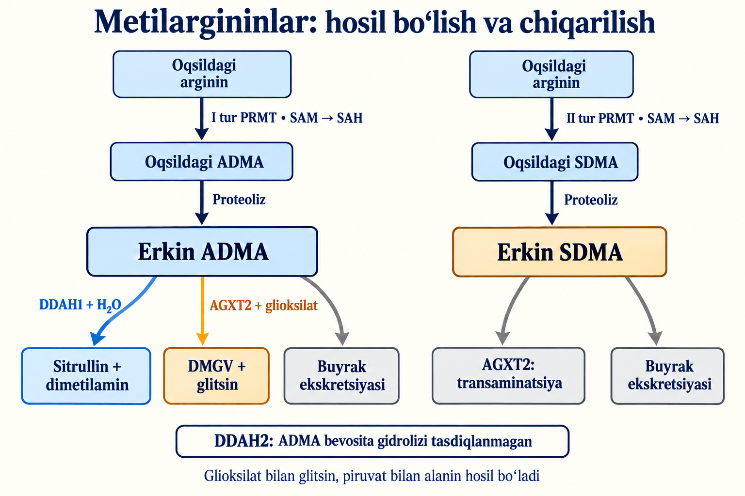 Metillangan oqsildan ADMA va SDMA chiqishi hamda gidroliz, transaminatsiya va ekskretsiya yo‘llari.