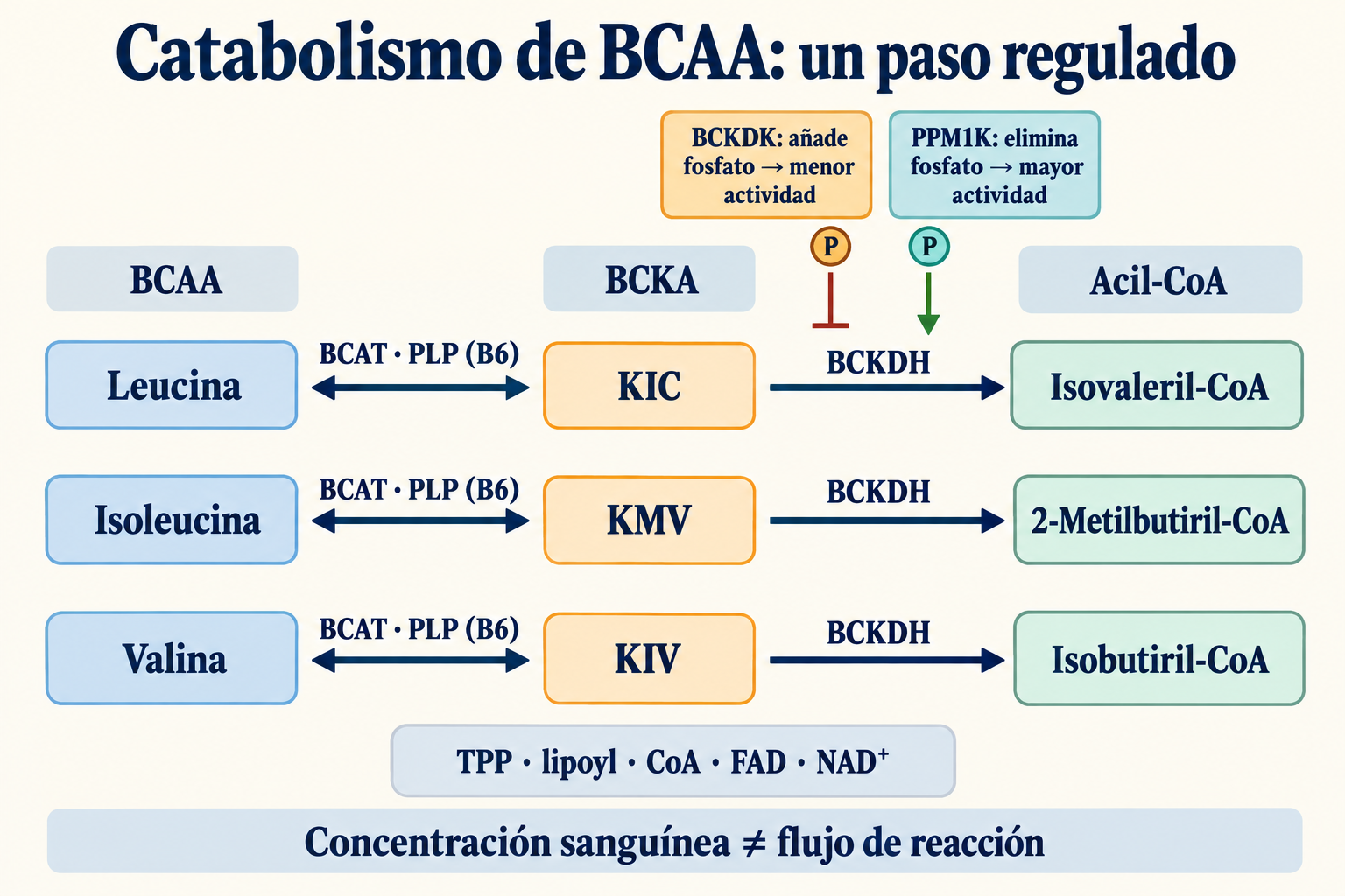 Transaminación reversible de BCAA y formación de acil-CoA ramificados regulada por BCKDH