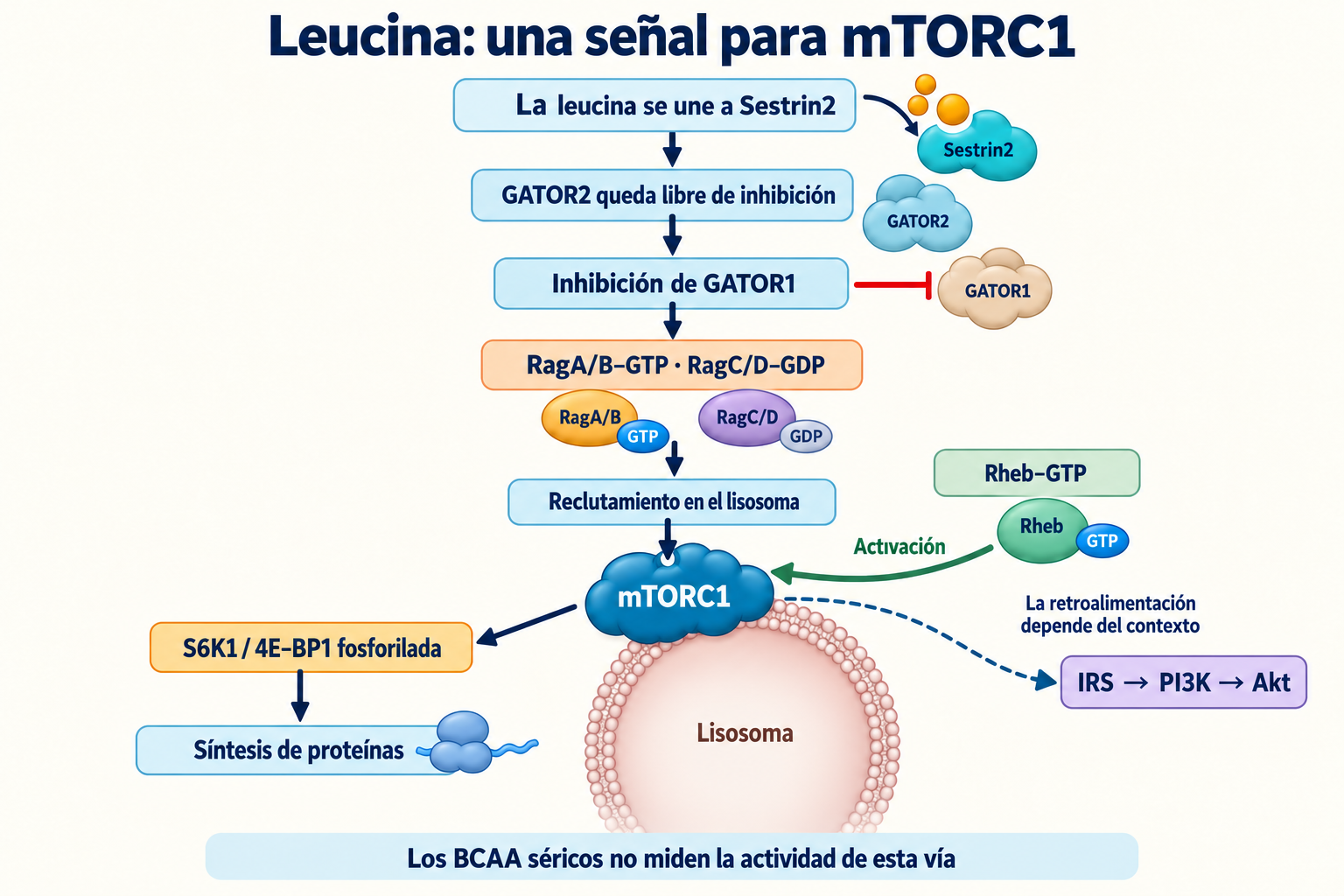 Señal de leucina mediante Sestrin2, GATOR, Rag y Rheb hacia mTORC1 con retroalimentación contextual