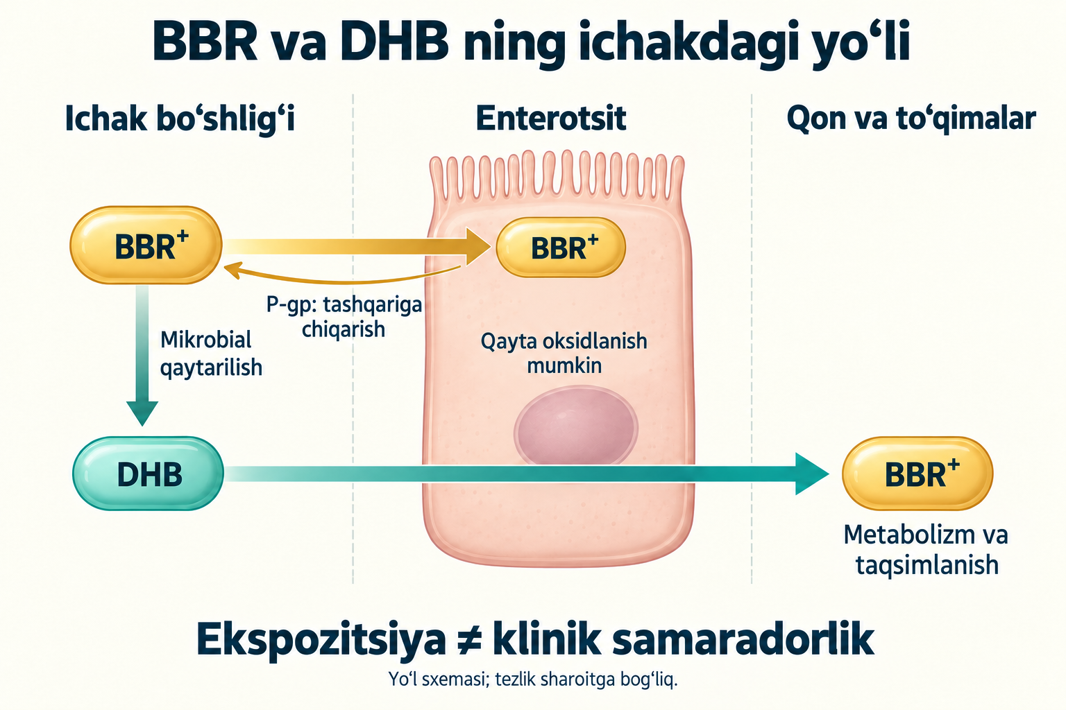 Ichakda berberinning digidroberberinga qaytarilishi, ehtimoliy so‘rilishi va qayta oksidlanishi: model klinik doza yoki samaradorlikni belgilamaydi.