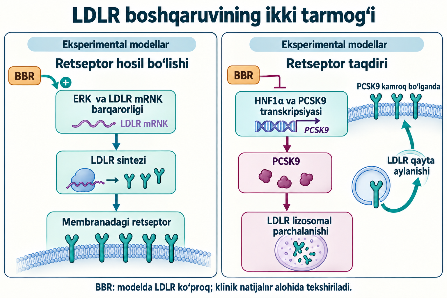Gepatotsit modellaridagi ikki mexanizm: LDLR mRNK barqarorlashuvi va HNF1α–PCSK9 o‘qining pasayishi. PCSK9 kamayganda retseptor sirtga qaytishi mumkin; klinik natijalar alohida tekshiriladi.