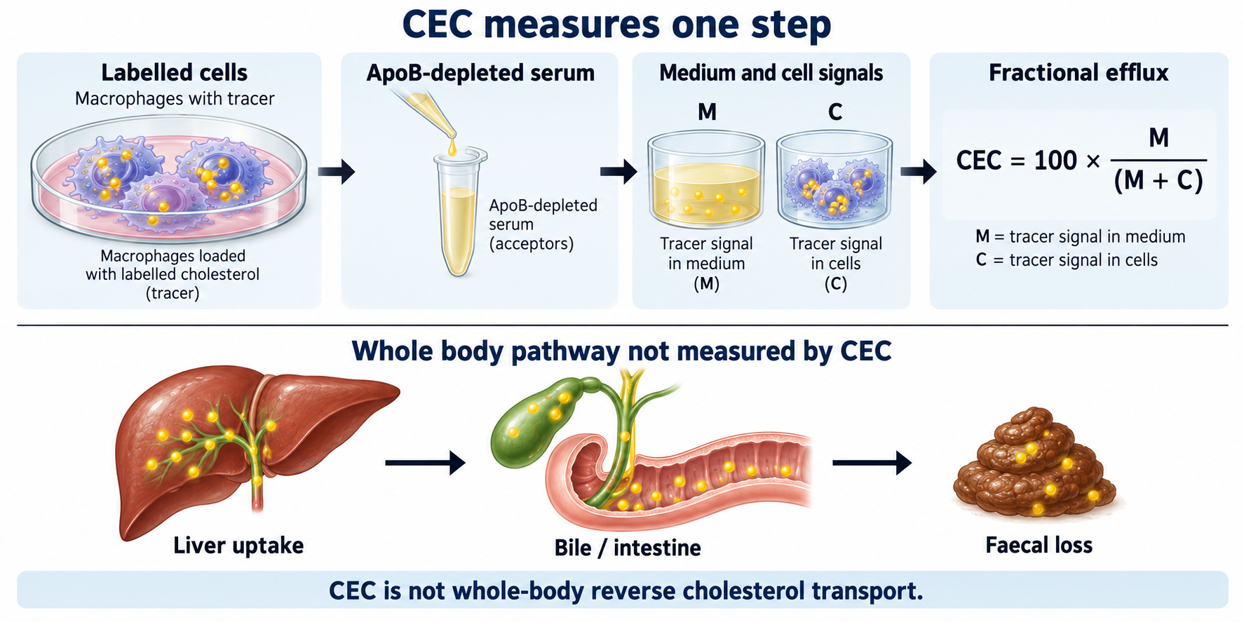 Cellular CEC assay with medium M and cell C tracer signals and100M/(M+C), separate from liver, bile, intestine and faecal export.