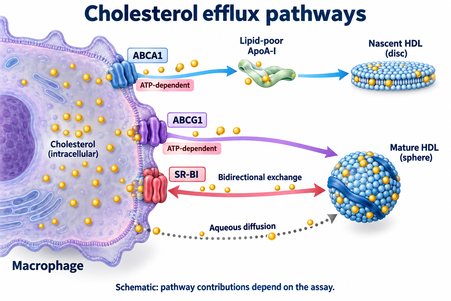 Macrophage cholesterol efflux through ABCA1 to lipid-poor ApoA-I, ABCG1 to mature HDL, bidirectional SR-BI exchange and aqueous diffusion.