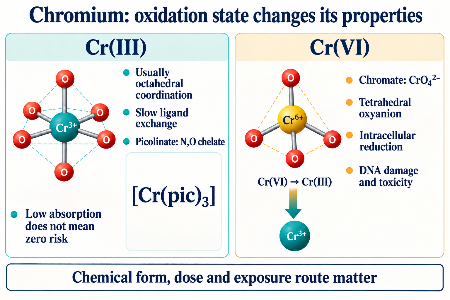 Comparison of Cr(III) and Cr(VI): coordination, chromate, reduction and safety limits.