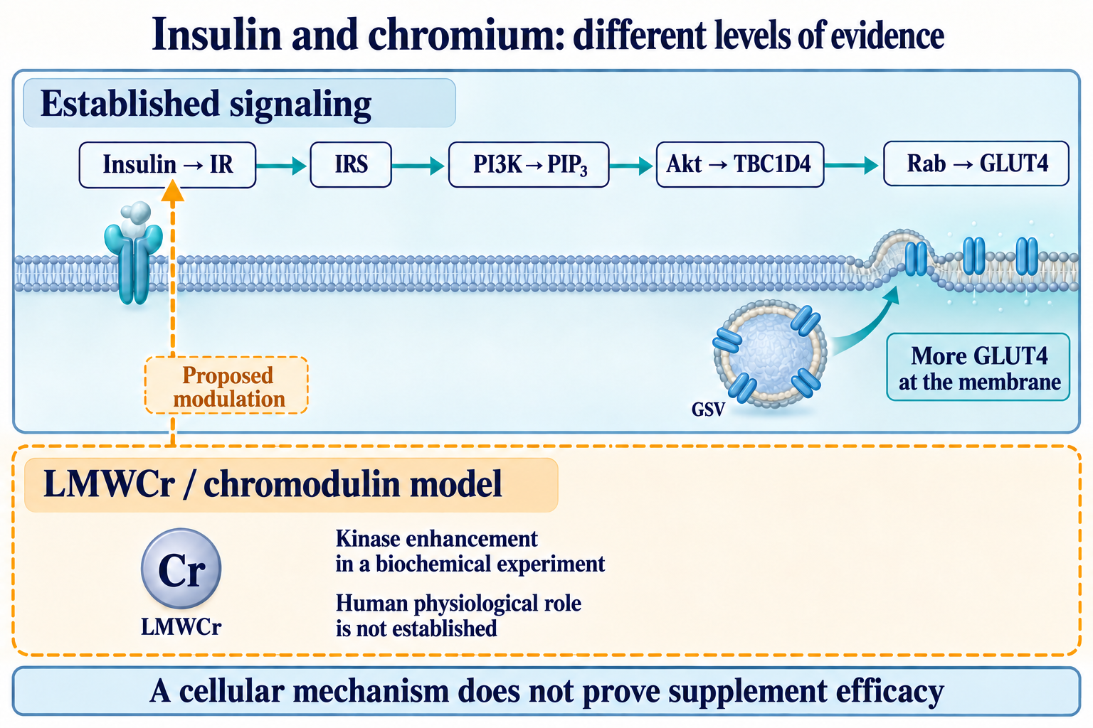 Established insulin–IRS–PI3K–Akt–GLUT4 signaling separated from proposed LMWCr modulation.
