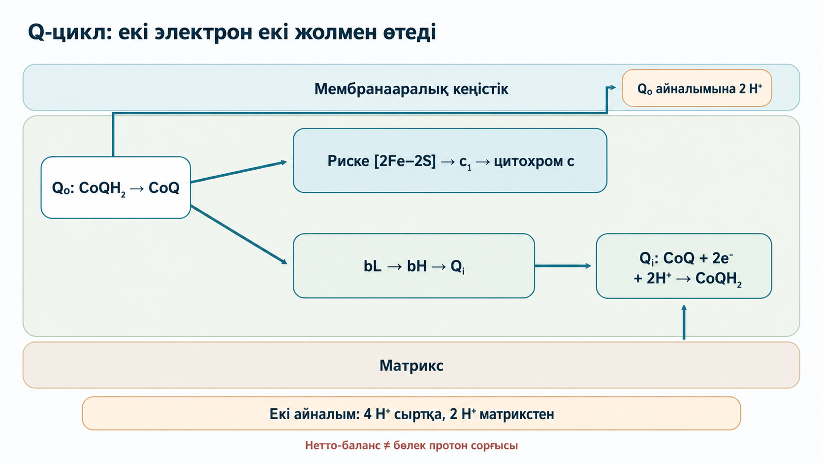 III кешенде убихинол Qo-да тотығады: бір электрон Риске мен цитохром c1 арқылы c-ге, екіншісі bL және bH гемдері арқылы Qi-ға өтеді. Екі айналым төрт протонды сыртқа босатып, матрикстен екеуін алады.