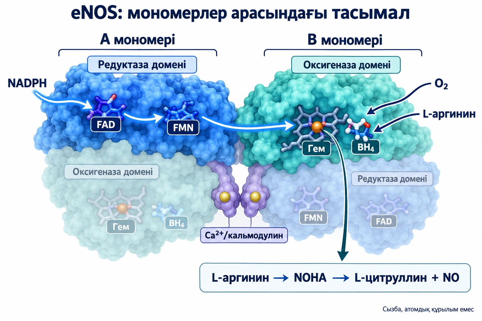 NADPH→FAD→A мономерінің FMN-і→B гемі; CaM, BH4 және Arg→NOHA→Cit+NO.