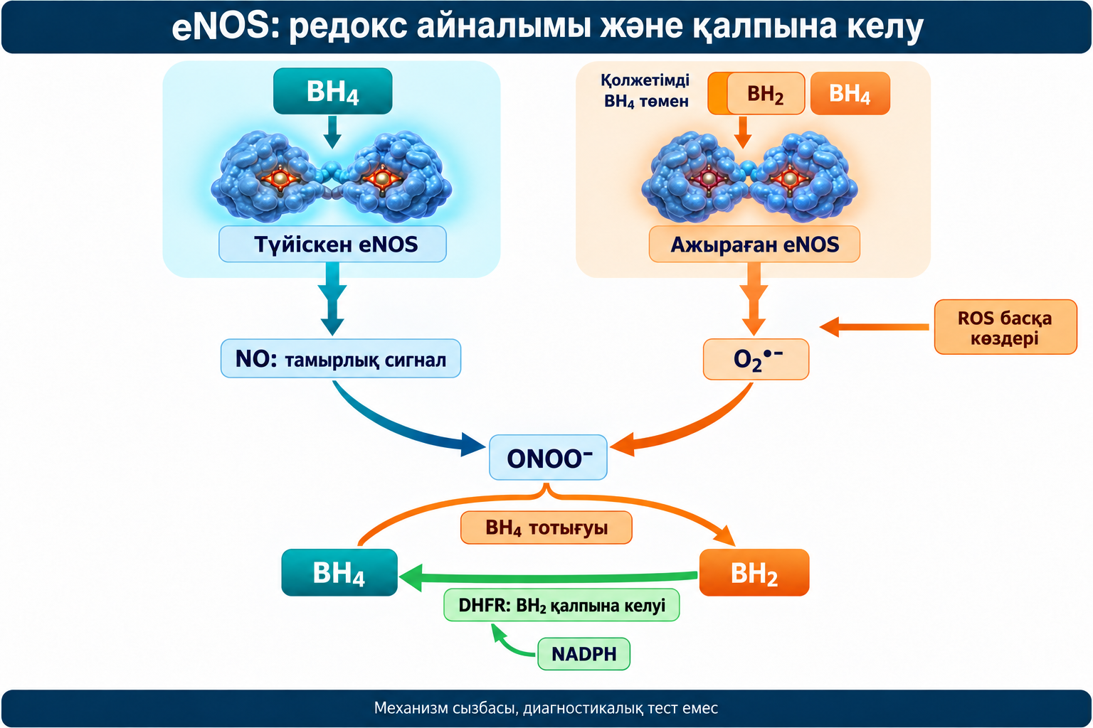 Түйіскен және ажыраған eNOS, NO/супероксид→ONOO−; BH4→BH2 тотығуы, DHFR/NADPH BH2→BH4 қалпына келуі.