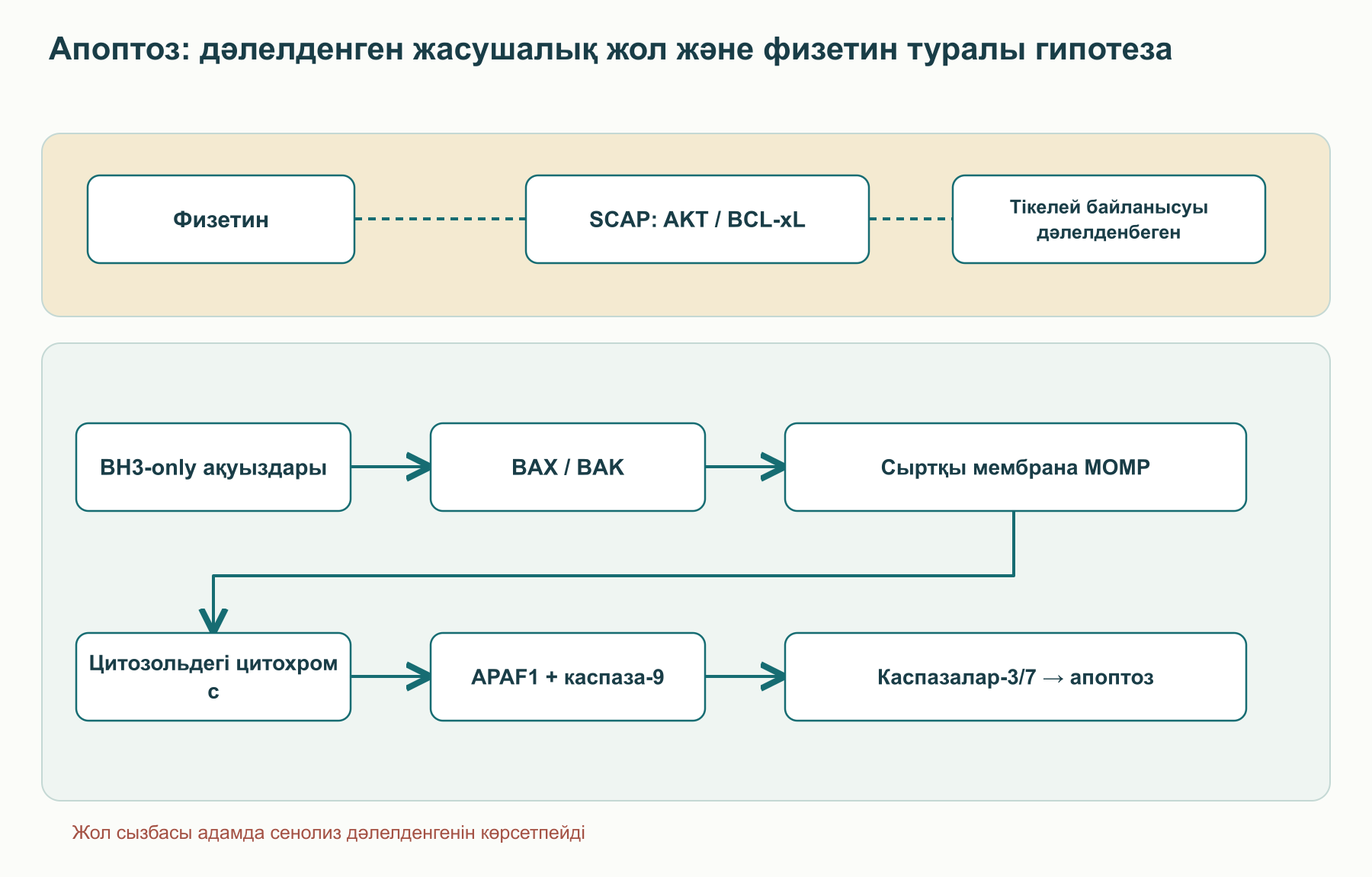 Сызба физетиннің AKT пен BCL-xL-ге әсері туралы гипотезаны митохондриялық апоптоздың жалпы механизмінен ажыратады: BH3-only ақуыздары, BAX/BAK, MOMP, цитохром c босап шығуы, APAF1/каспаза-9 және каспазалар-3/7. Физетиннің тікелей байланысуы мен клиникалық сенолиз дәлелденбеген.