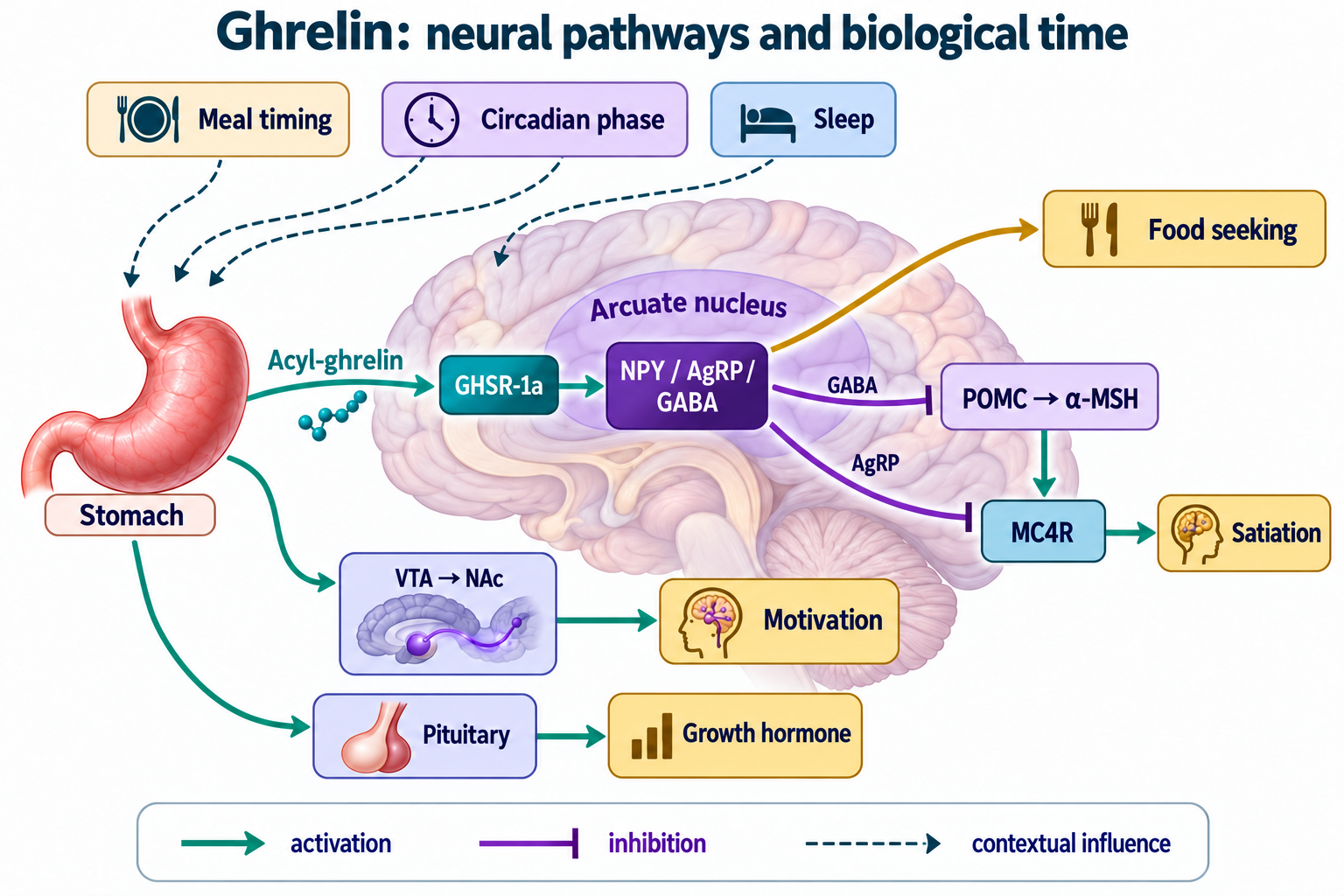 Acyl-ghrelin/GHSR/NPY-AgRP-GABA pathways, separate inhibition of POMC and MC4R, food seeking,VTA/NAc and GH; sleep, circadian phase and meals as context.