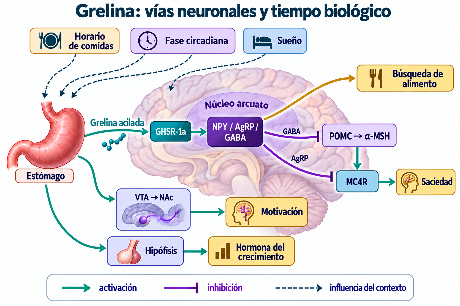 Vías grelina acilada/GHSR/NPY-AgRP-GABA, inhibición separada de POMC y MC4R, búsqueda de alimento,VTA/NAc y GH; sueño,fase circadiana y comidas como contexto.