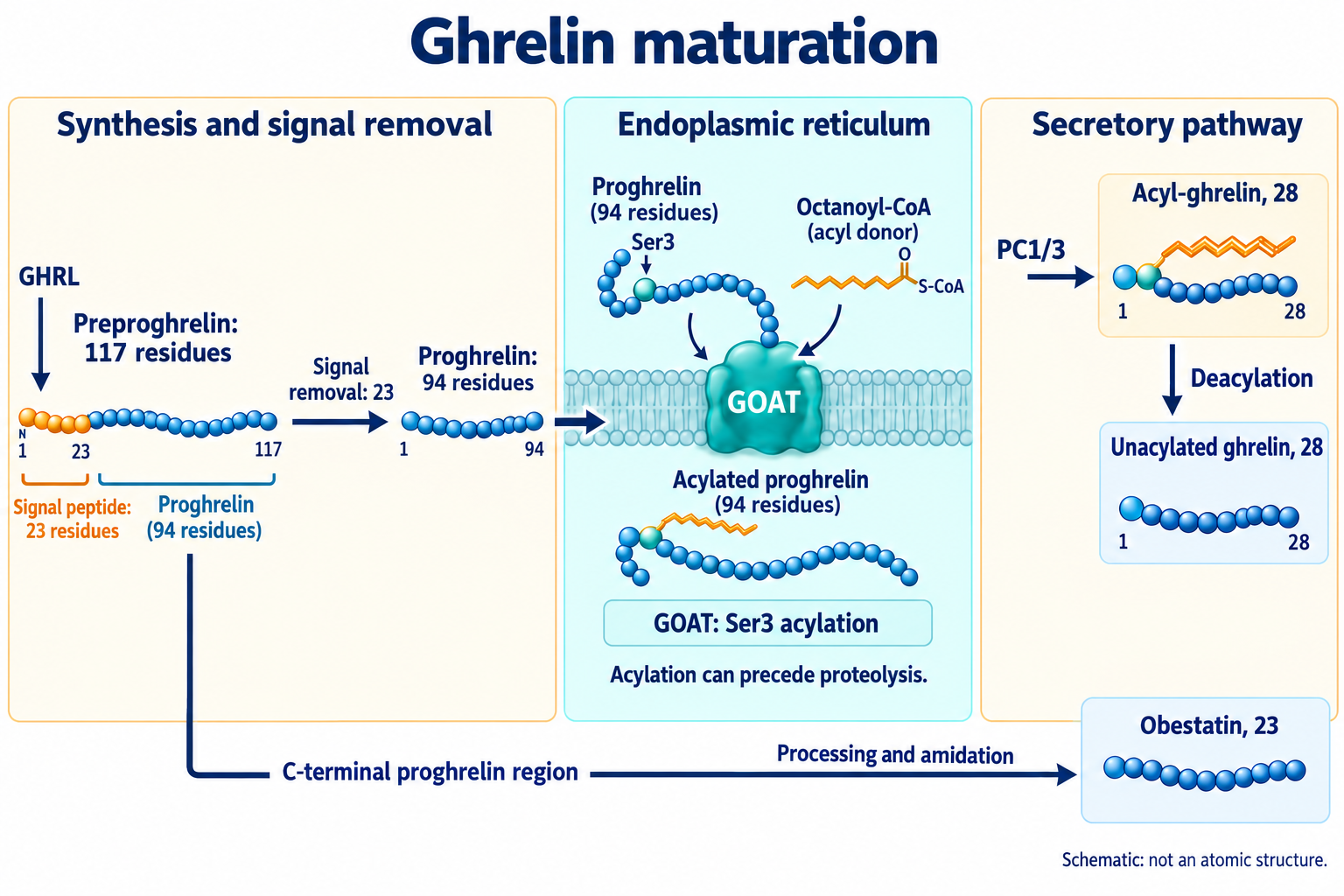 Human GHRL precursor maturation:117−23=94, GOAT/Ser3 before PC1/3,28-residue ghrelin and a separate C-terminal obestatin branch; schematic, not atomic structure.