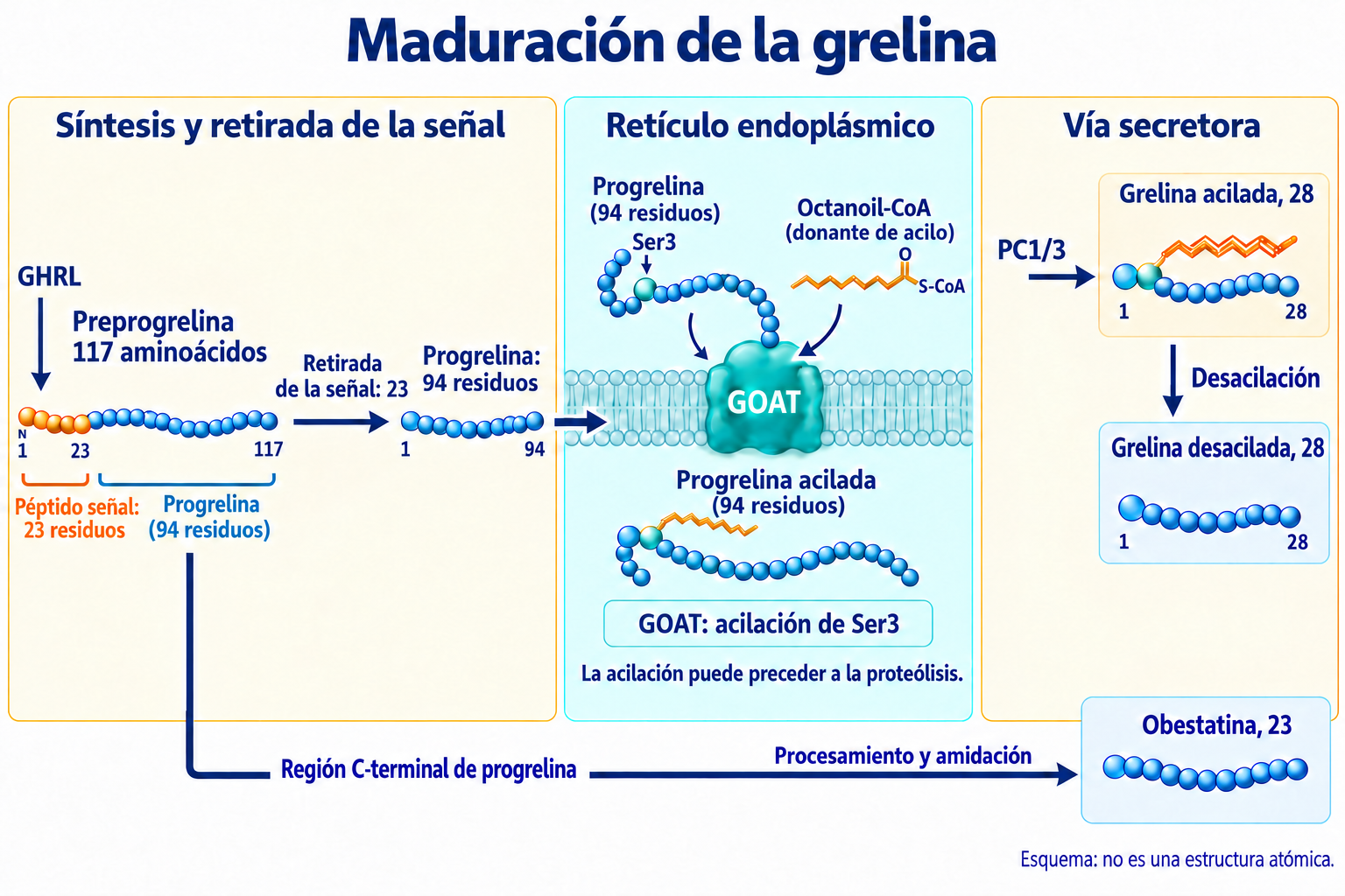 Maduración del precursor humano GHRL:117−23=94,GOAT/Ser3 antes de PC1/3,grelina de28 residuos y rama C-terminal separada para obestatina; esquema, no estructura atómica.