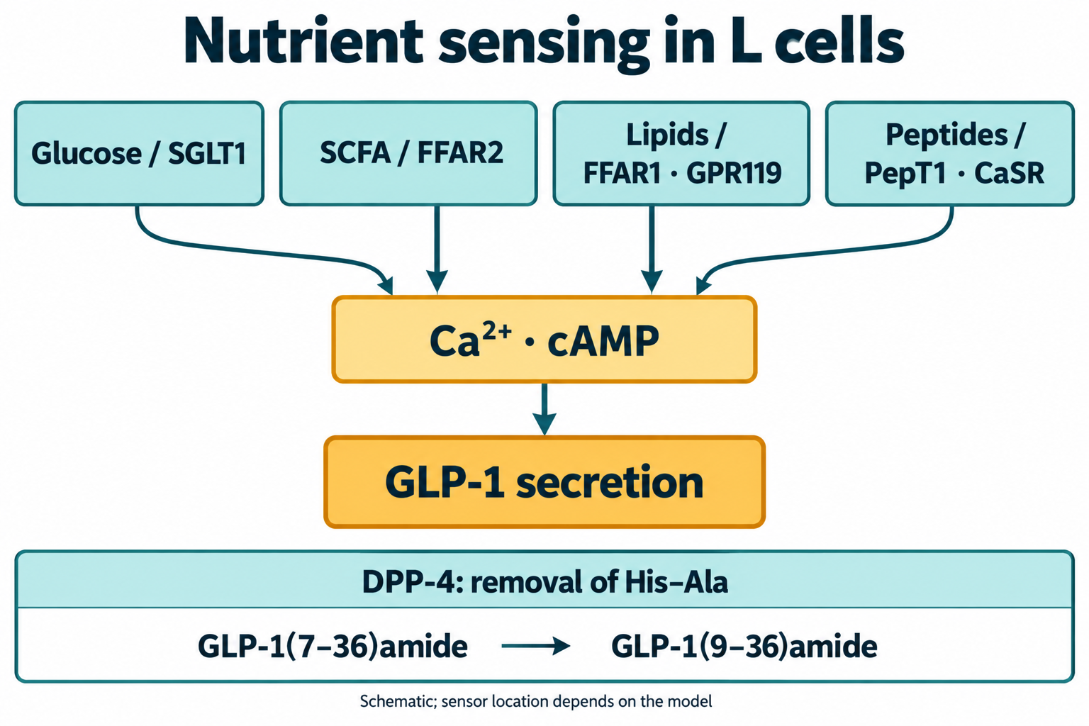 L-cell SGLT1, FFAR2, FFAR1/GPR119 and PepT1/CaSR converge on calcium and cAMP; DPP-4 removes His–Ala.