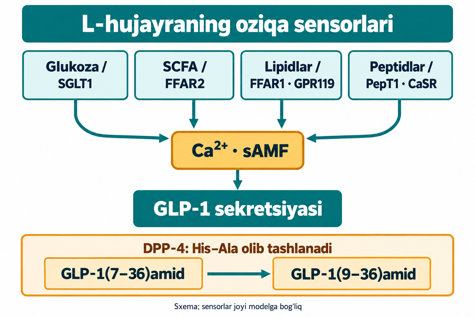L-hujayradagi SGLT1, FFAR2, FFAR1/GPR119 va PepT1/CaSR kalsiy va sAMFga taʼsir qiladi; DPP-4 His–Ala juftligini olib tashlaydi.