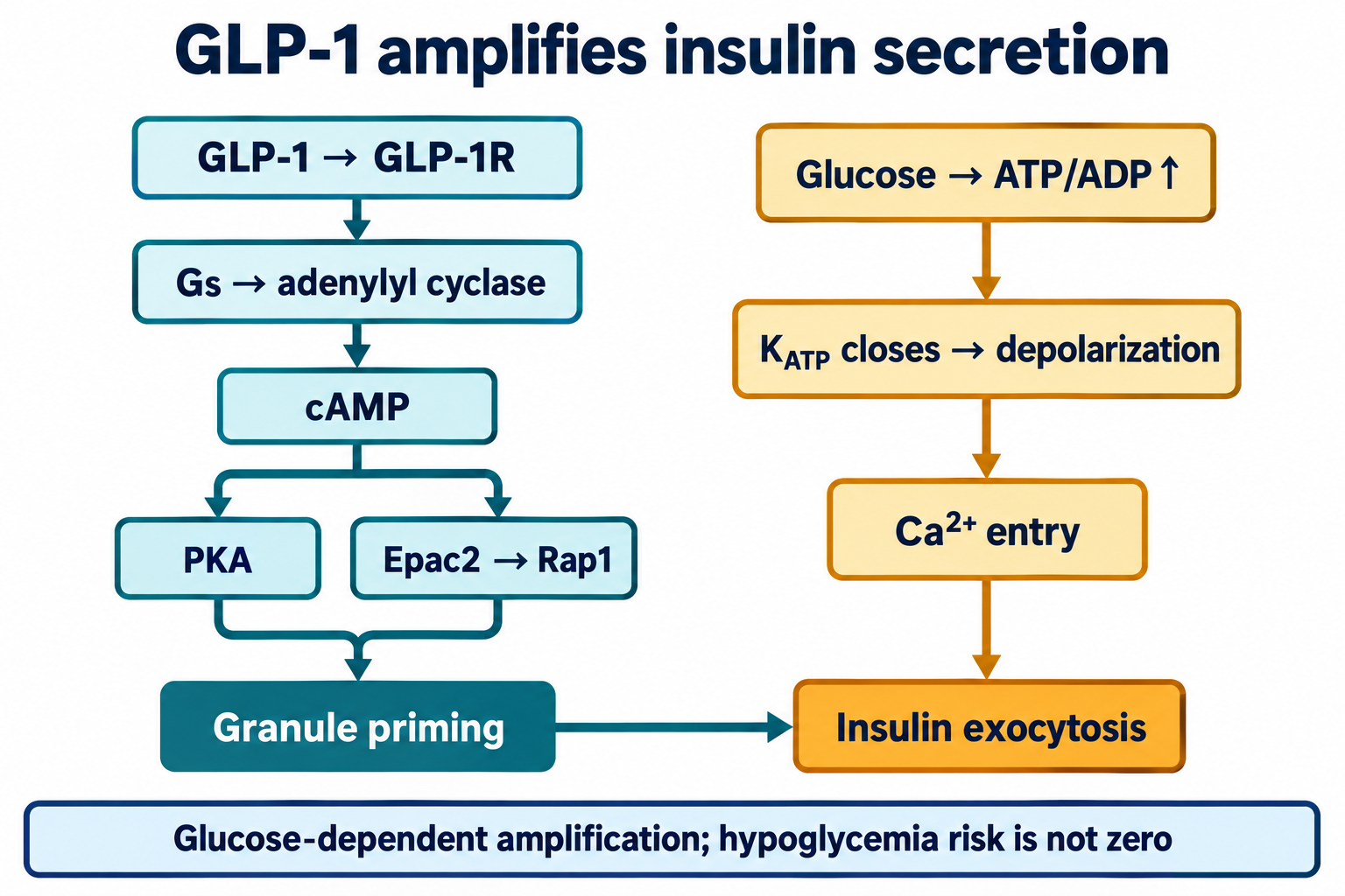 GLP-1R–Gs–cAMP increases granule priming through PKA and Epac2 alongside the glucose–KATP–calcium trigger.