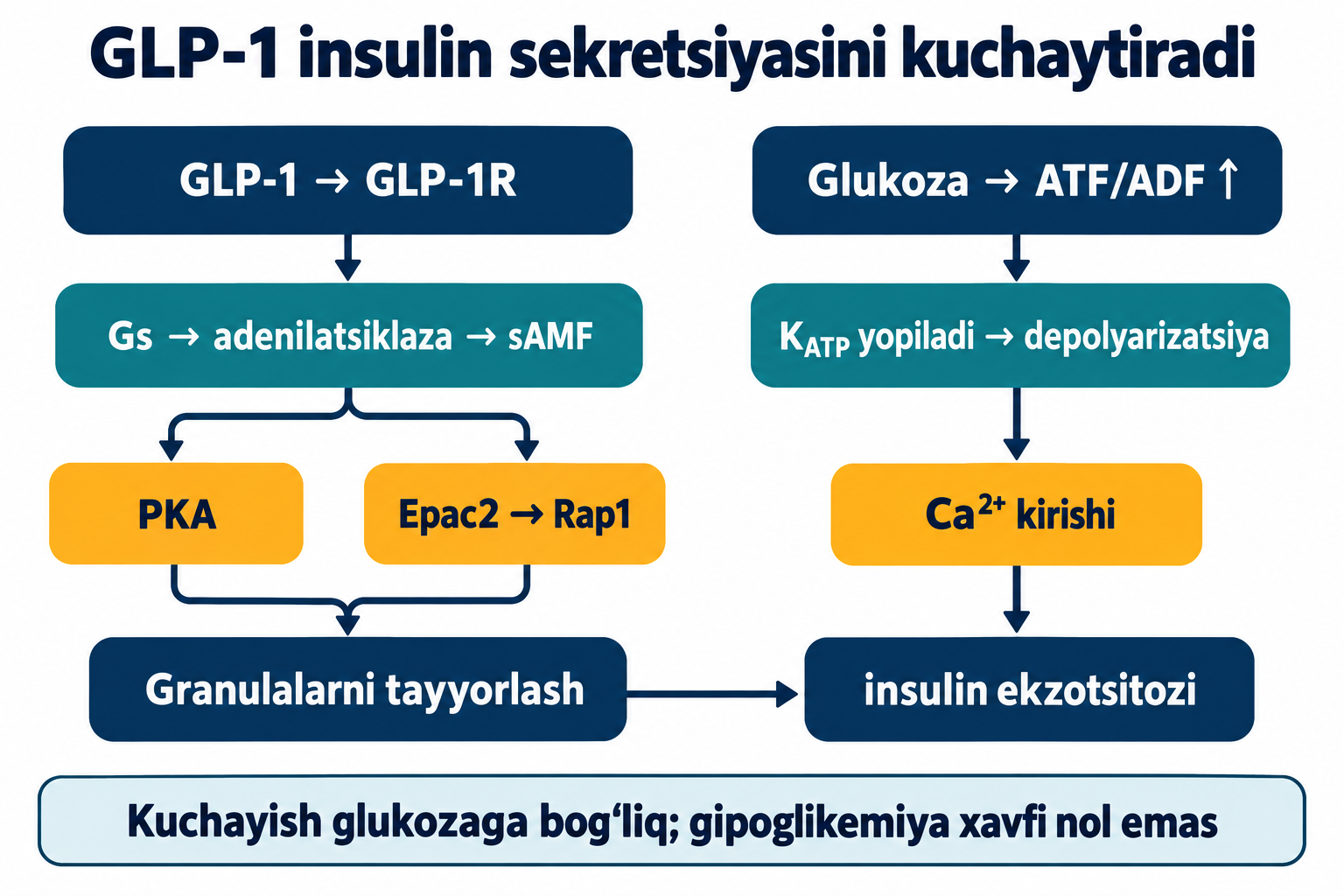 GLP-1R–Gs–sAMF PKA va Epac2 orqali granulalarni tayyorlaydi; glukoza KATP–kalsiy yoʻlini ishga tushiradi.