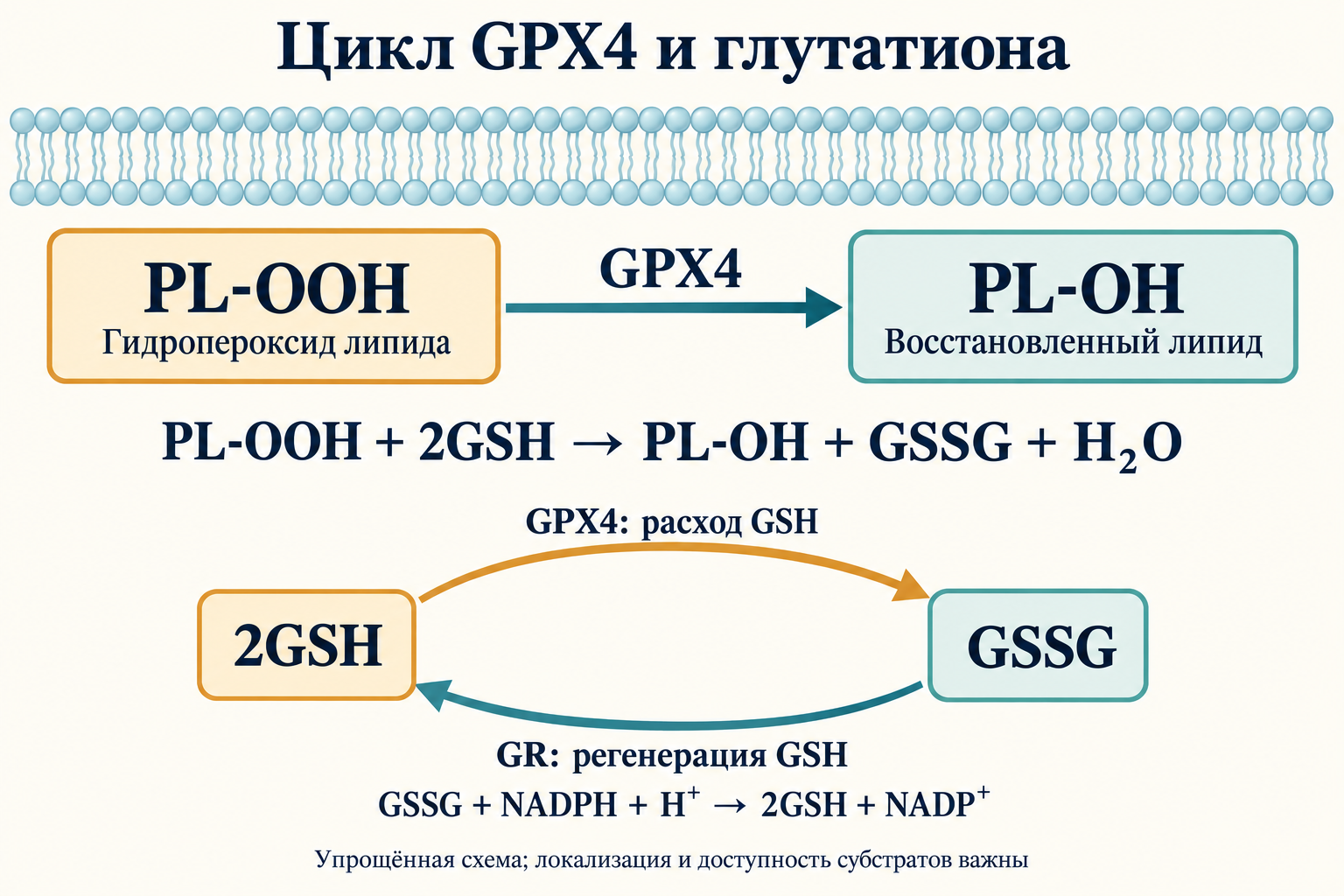 Цикл GPX4 и глутатиона: восстановление PL-OOH с расходом двух GSH и регенерация GSH через GR и NADPH.