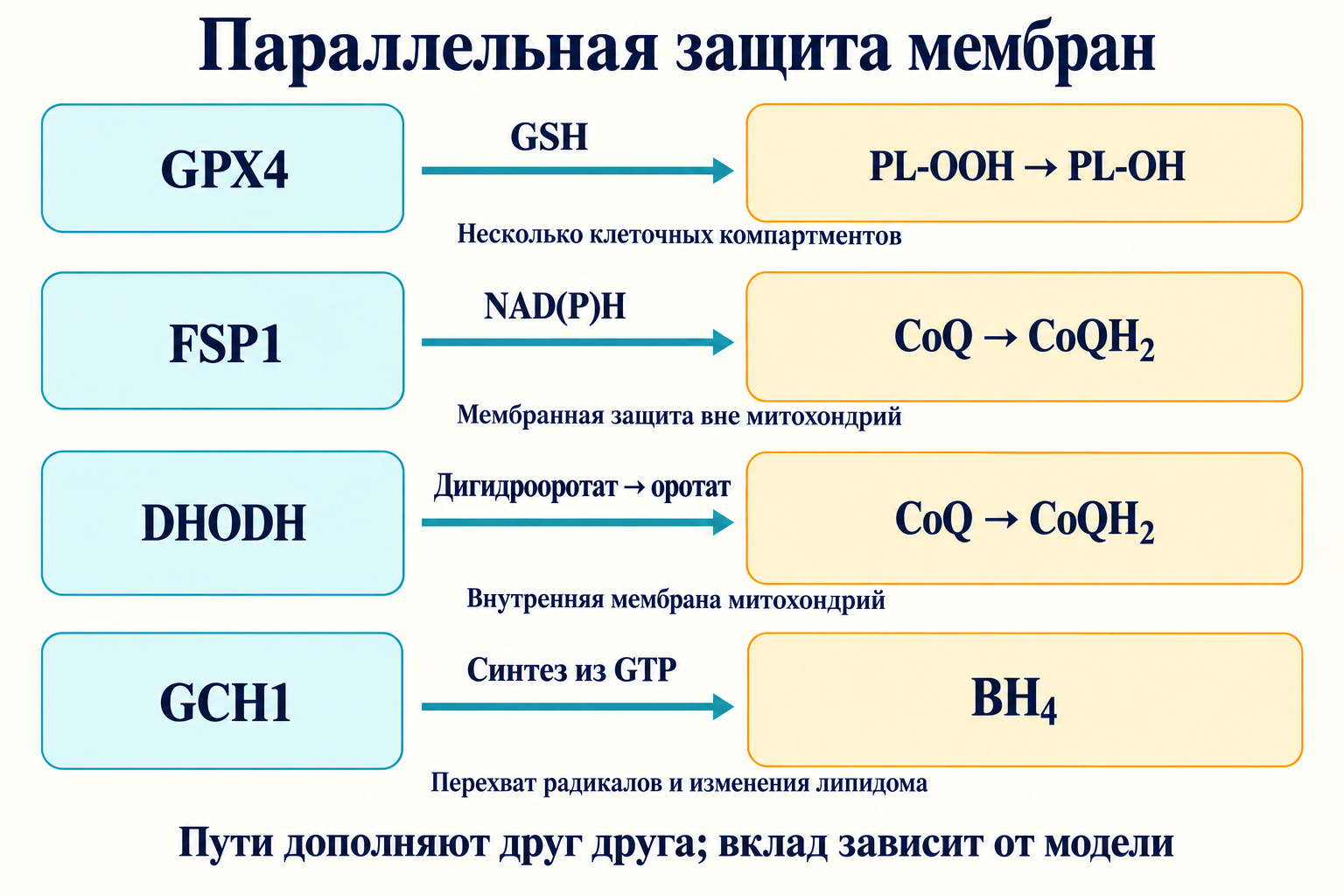 Четыре независимые оси защиты мембран: GPX4/GSH, FSP1/CoQ, митохондриальная DHODH/CoQ и GCH1/BH₄.
