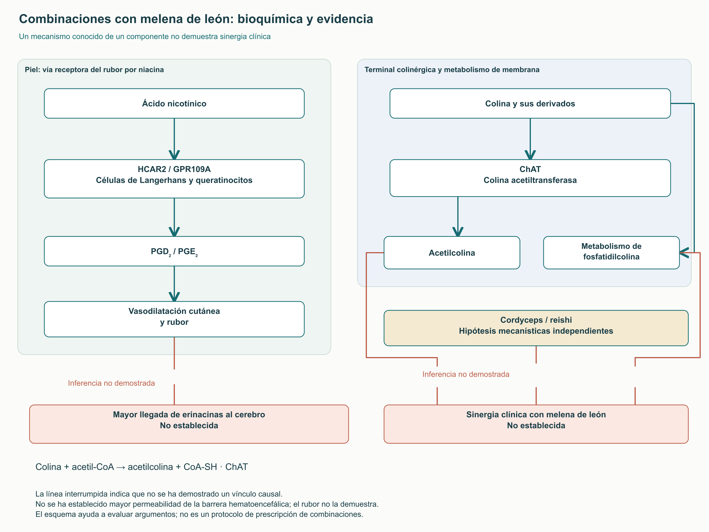 Combinaciones con melena de león: bioquímica y evidencia
