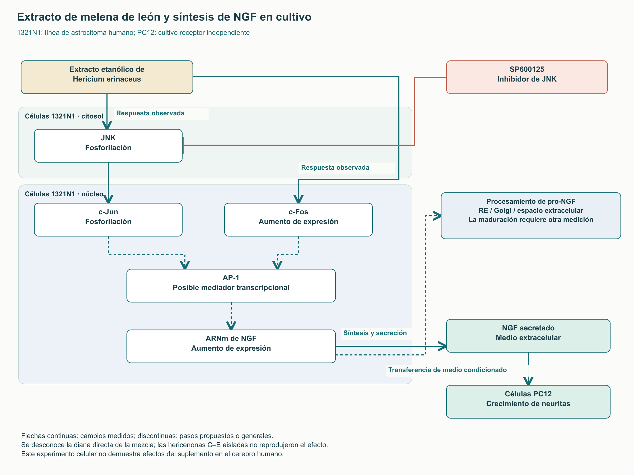 Extracto de melena de león y síntesis de NGF en cultivo
