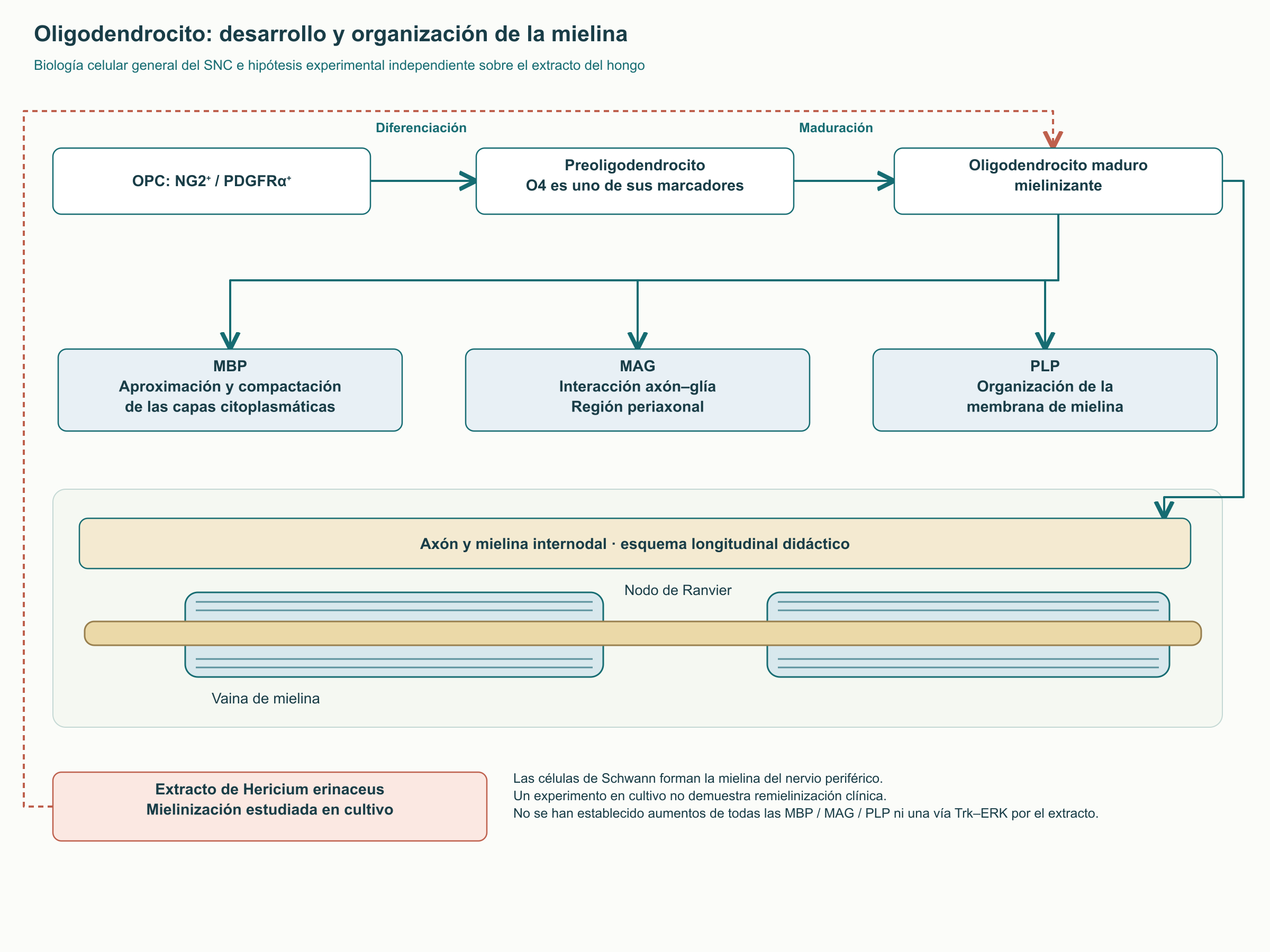 Oligodendrocito: desarrollo y organización de la mielina