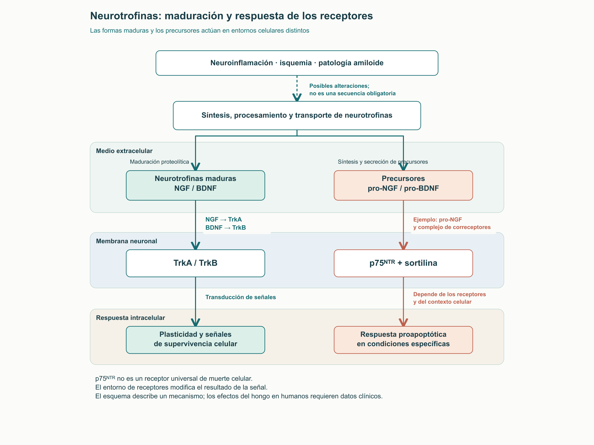 Neurotrofinas: maduración y respuesta de los receptores