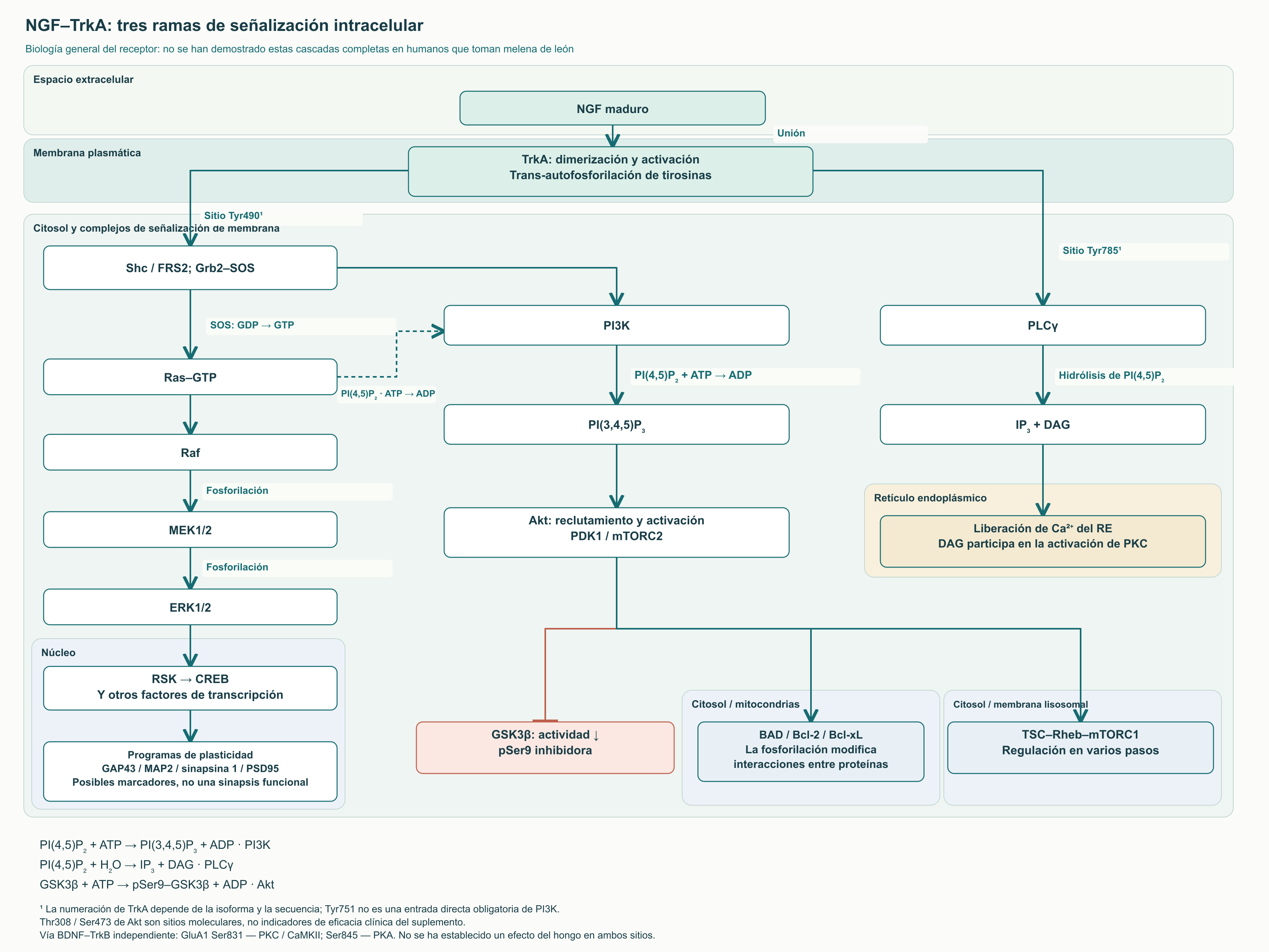 NGF–TrkA: tres ramas de señalización intracelular