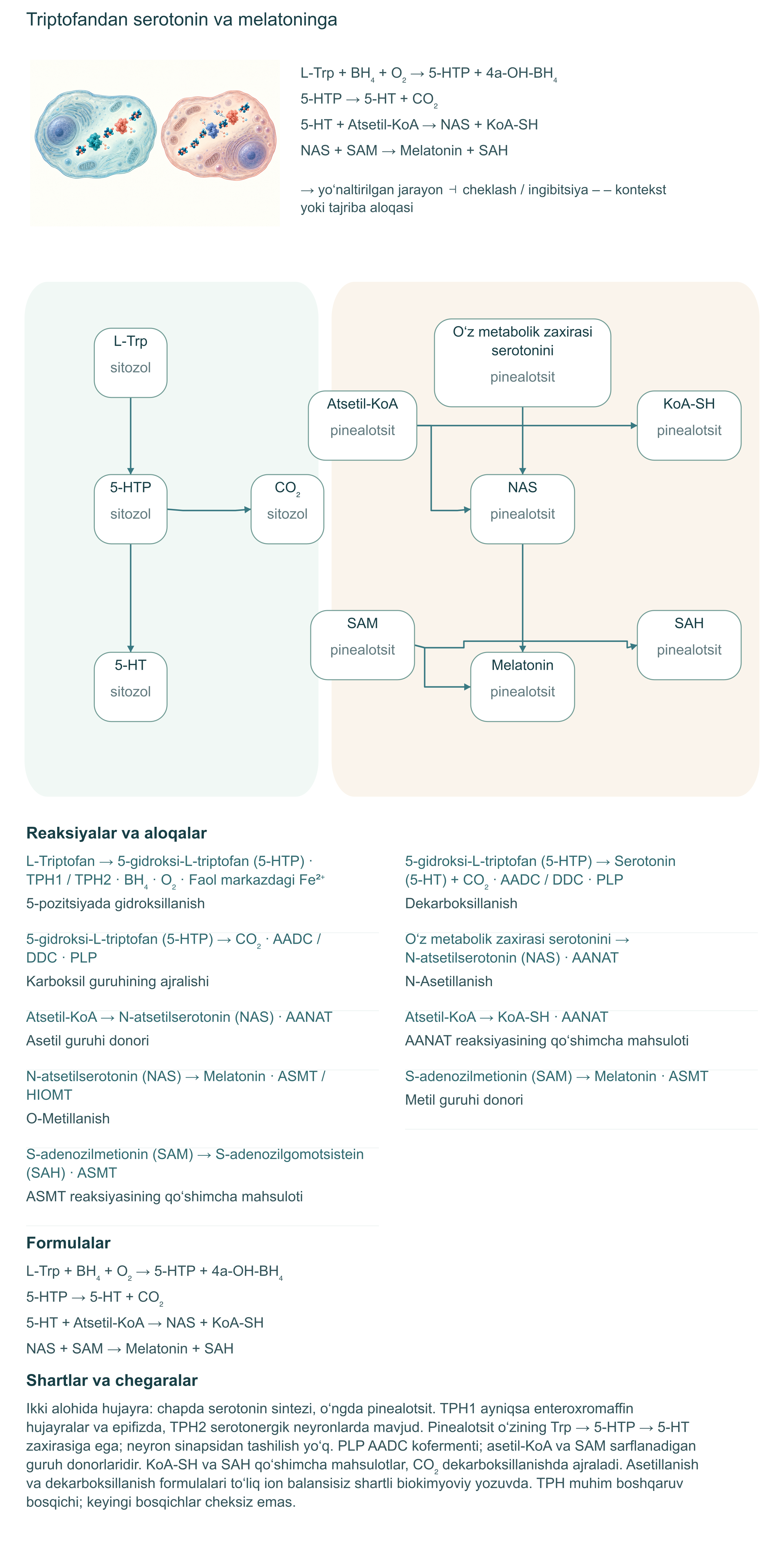 Triptofandan serotonin va melatoninga. Reaksiyalar, kompartmentlar va dalil chegaralari.