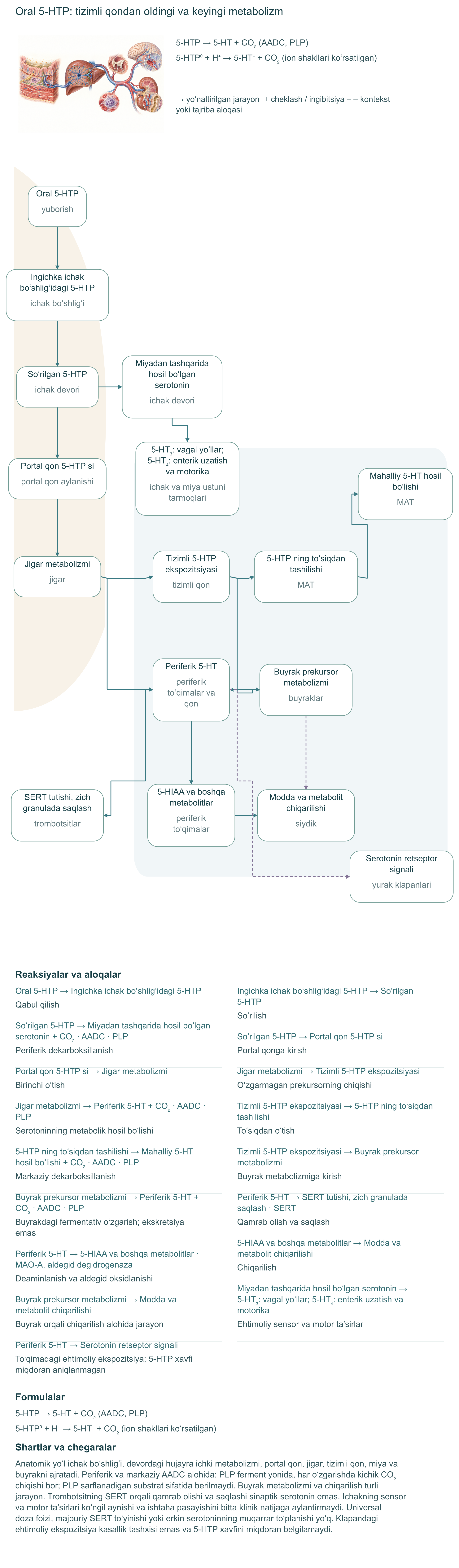 Oral 5-HTP: tizimli qondan oldingi va keyingi metabolizm. Reaksiyalar, kompartmentlar va dalil chegaralari.