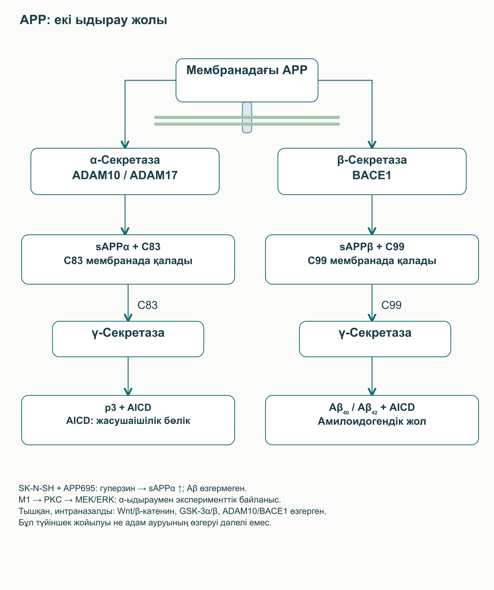 Мембранадағы APP α- және β-жолдармен ыдырайды: ADAM10/17, BACE1, C83/C99, γ-секретаза, p3, Aβ және AICD; жасуша мен тышқан тәжірибелері ажыратылған.