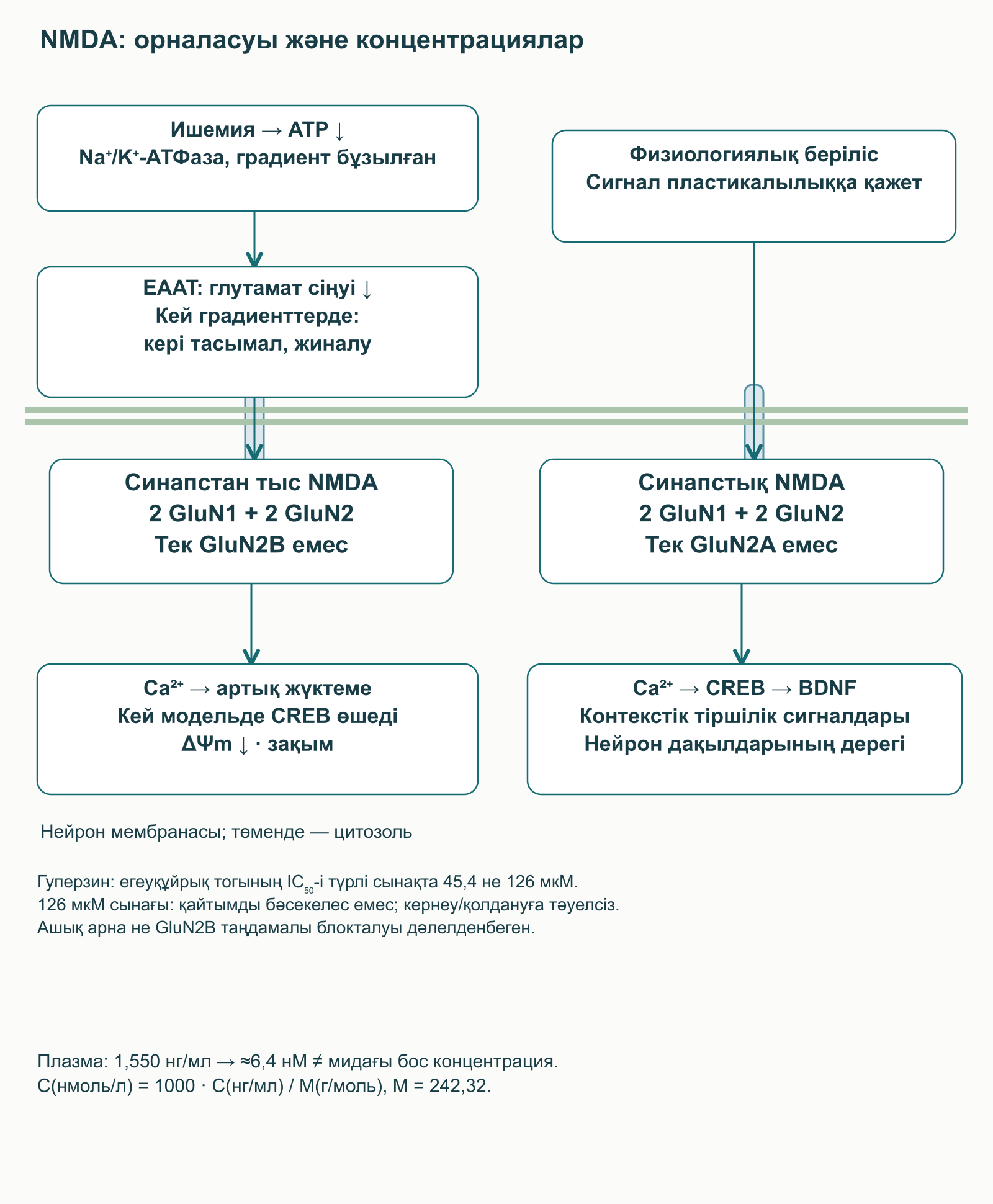 Ишемия, глутамат тасымалының бұзылуы және NMDA сигналының контекстке тәуелді екі тармағы; тәжірибедегі микромолярлық әсерлер плазманың наномолярлық деңгейінен ажыратылған.