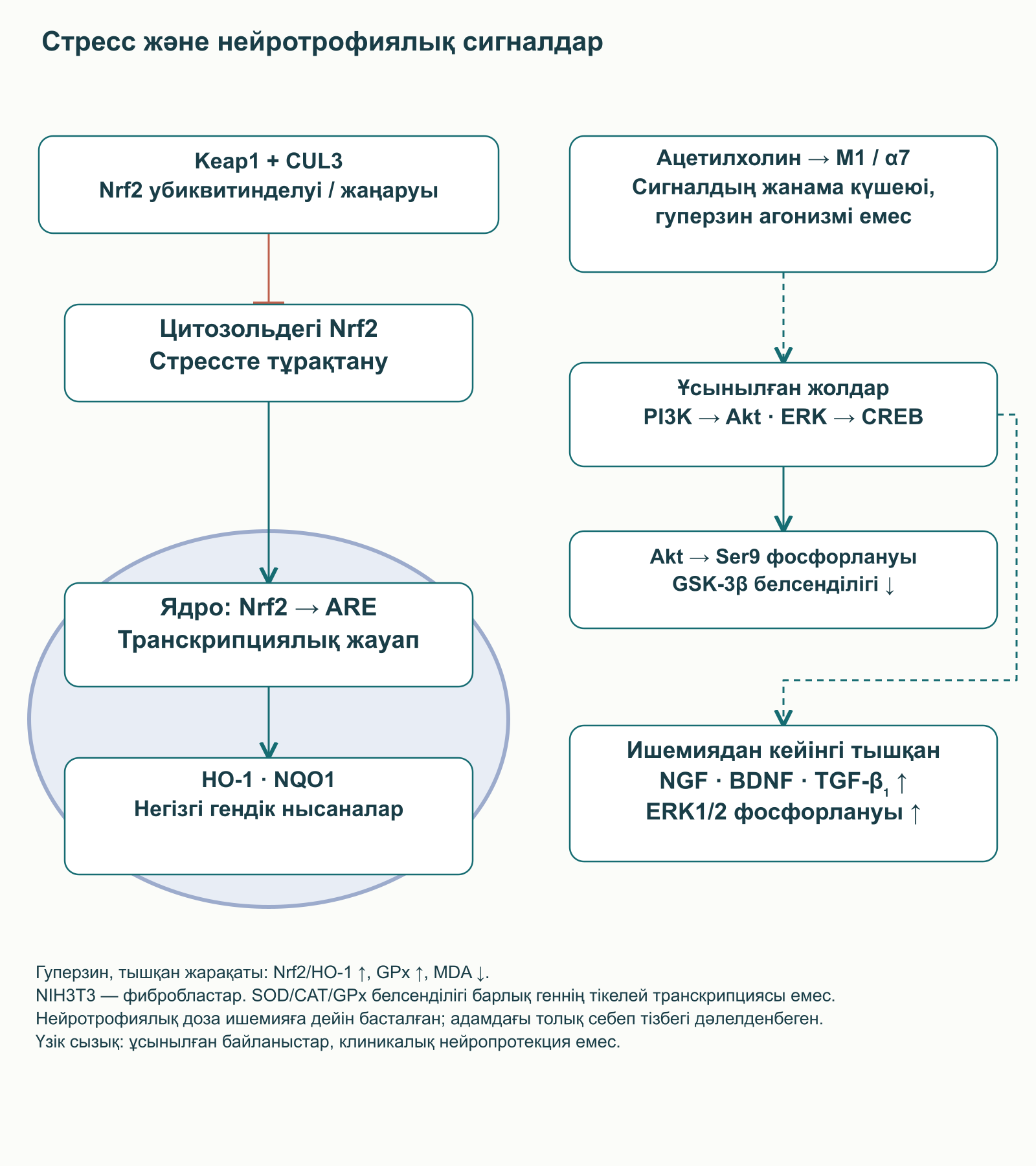 Цитозольдегі Keap1–Nrf2, Nrf2 ядроға өтуі және ARE жауаптары; холинергиялық және трофикалық байланыстар клиникаға дейінгі шектеулері бар бөлек тармақта көрсетілген.