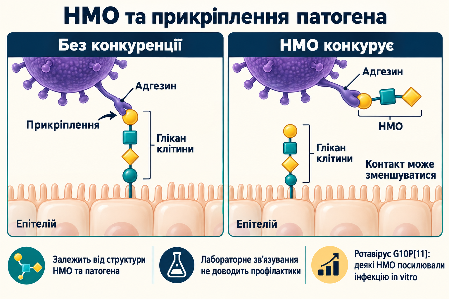 Вибіркова конкуренція HMO за адгезин може зменшувати прикріплення. Лабораторне зв’язування не доводить профілактики; деякі HMO посилювали інфекцію ротавірусу G10P11 in vitro.