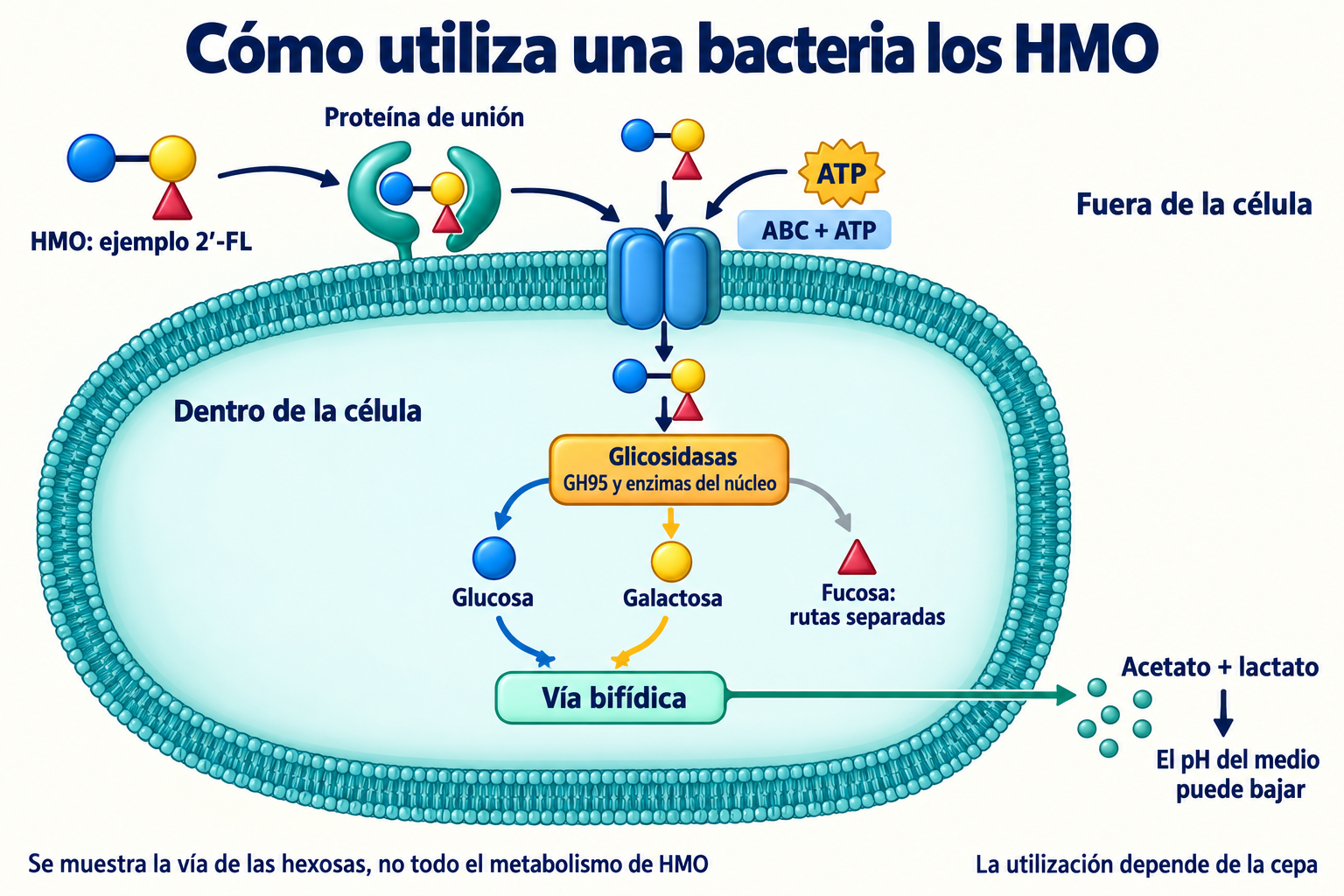 Ruta seleccionada de B. infantis: entrada e hidrólisis de 2′-FL, hexosas hacia la vía bífida y rutas separadas para la fucosa.