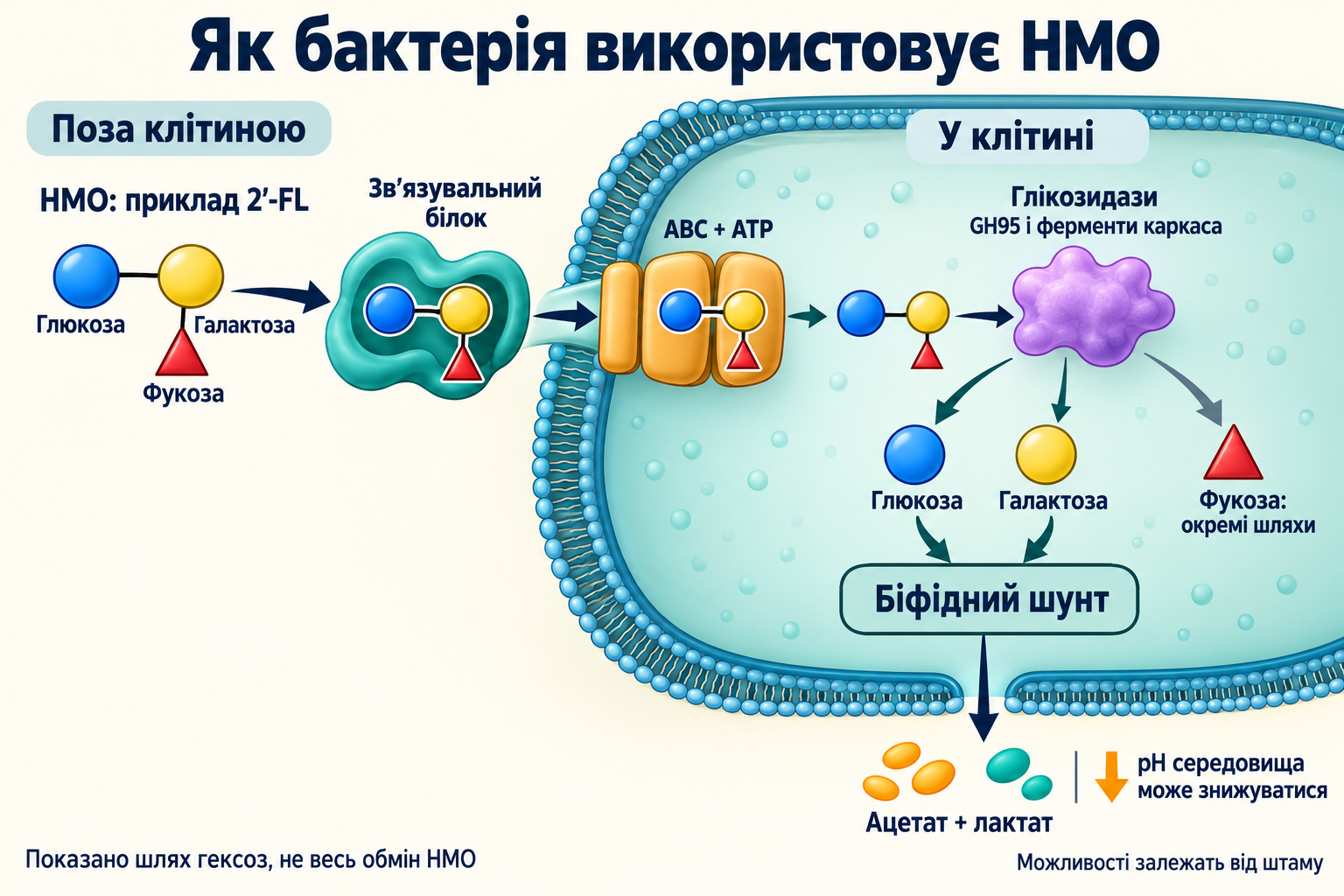 Вибраний шлях B. infantis: імпорт і розщеплення 2′-FL, гексози входять до біфідного шунта; фукоза має окремі шляхи.