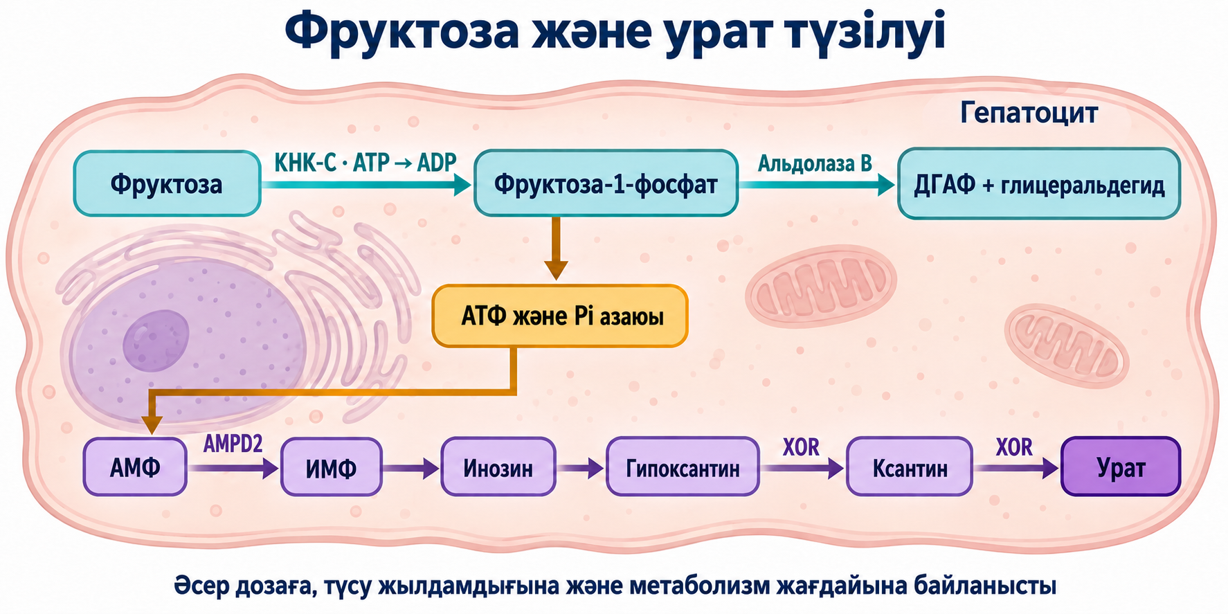 Фруктоза, KHK-C, АТФ пен Pi азаюы және AMP-тің AMPD2 арқылы уратқа дейін ыдырауы; әсер метаболизм жағдайына байланысты.
