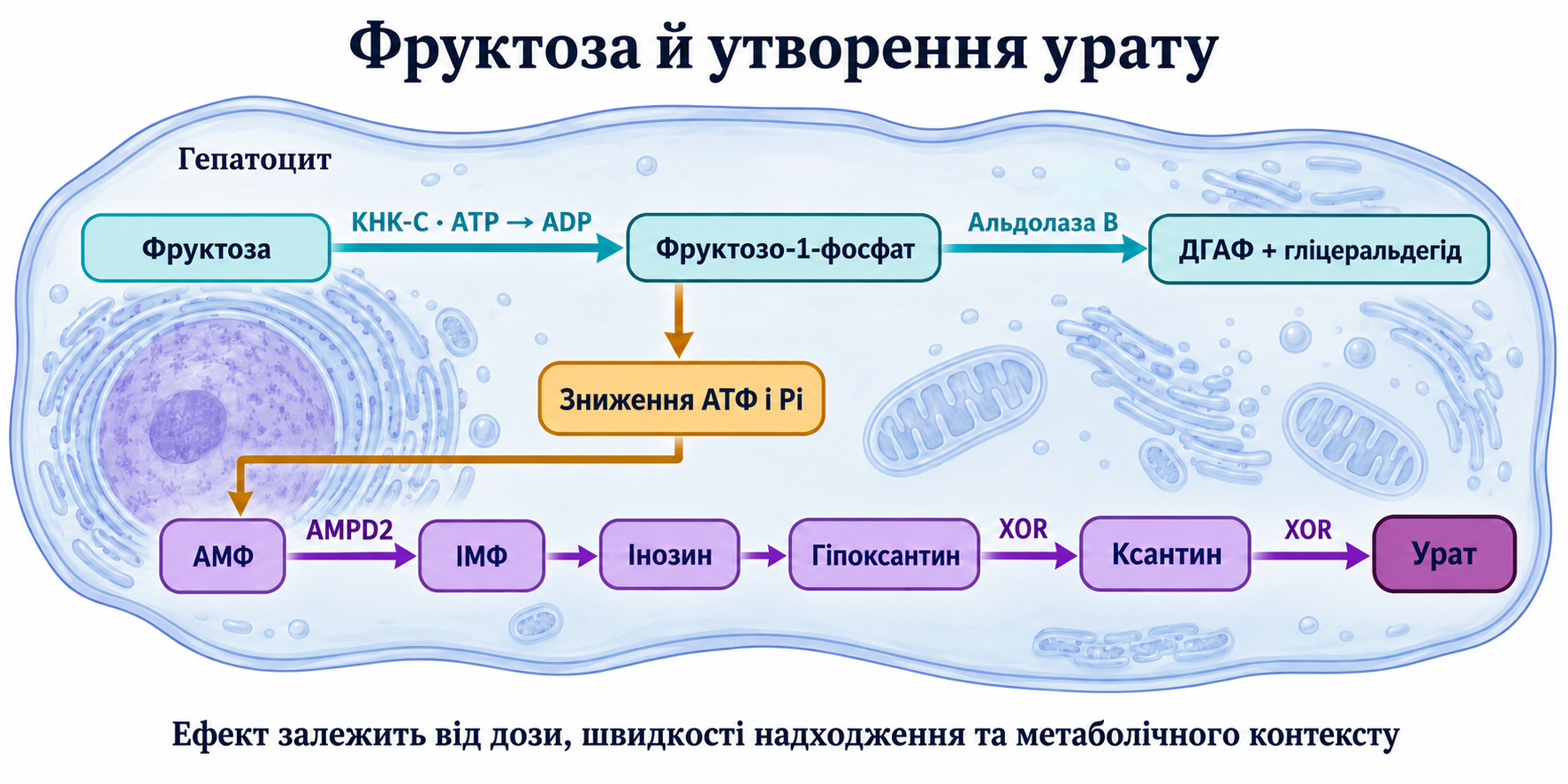 Фруктоза, KHK-C, зниження АТФ і Pi та розпад AMP через AMPD2 до урату; ефект залежить від метаболічного контексту.