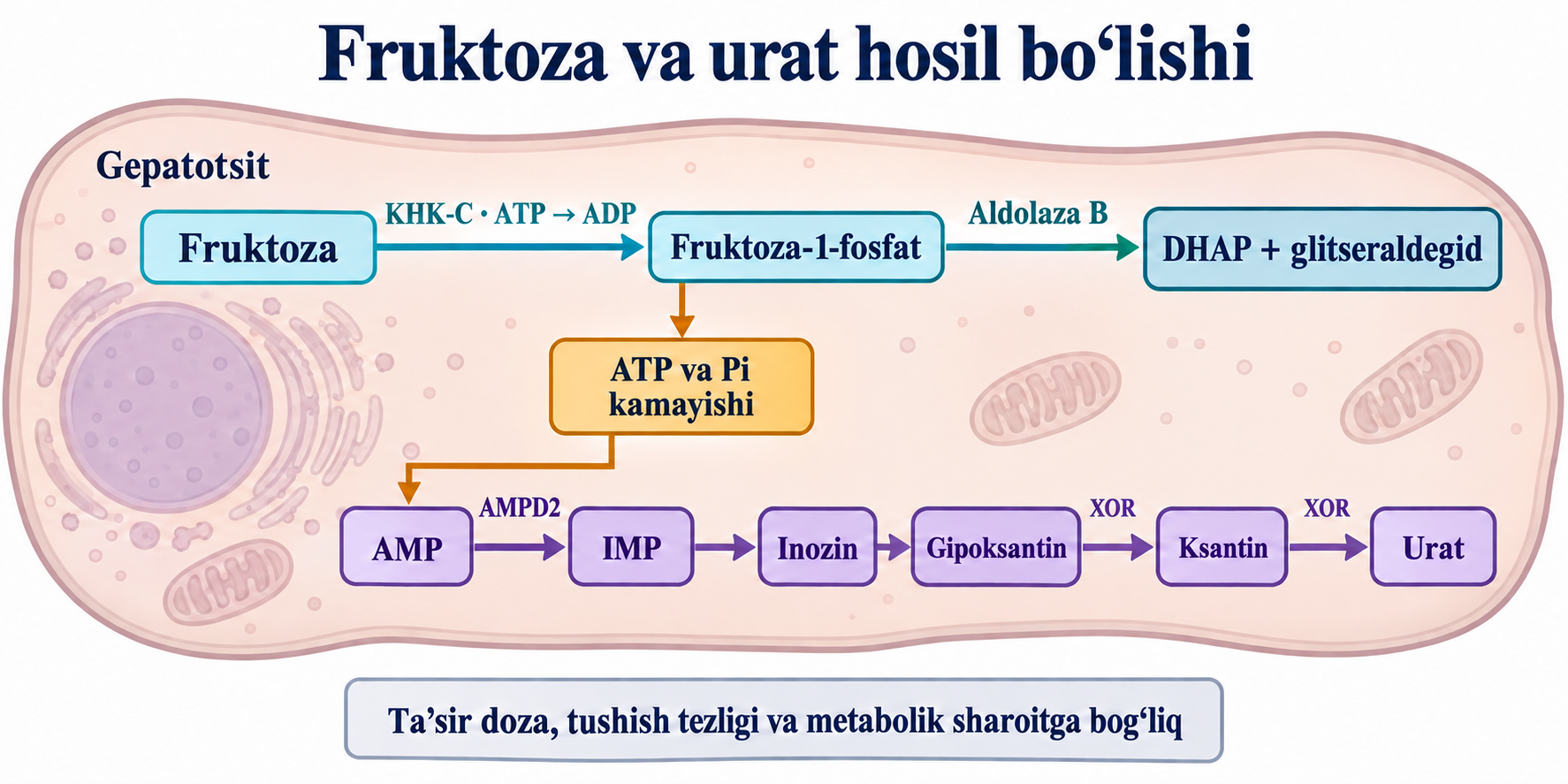 Fruktoza, KHK-C, ATP va Pi kamayishi va AMP ning AMPD2 orqali uratgacha parchalanishi; taʼsir metabolik sharoitga bogʻliq.