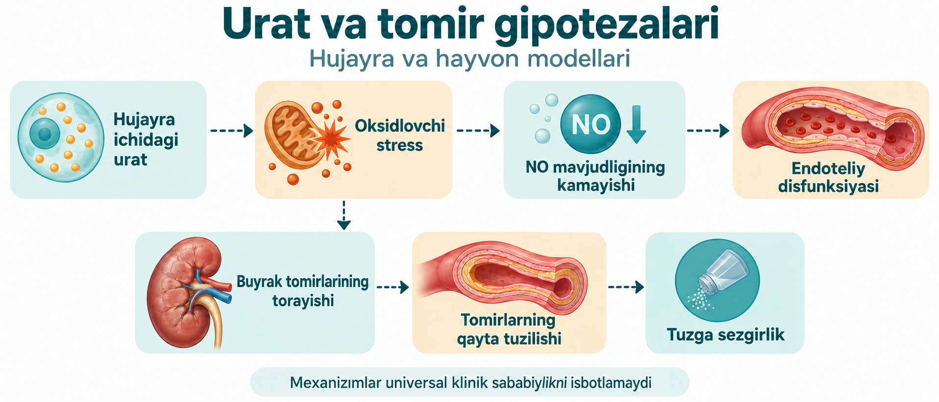 Hujayra va hayvon modellarida urat va tomir gipotezalari; mexanizmlar universal klinik sababiylikni isbotlamaydi.
