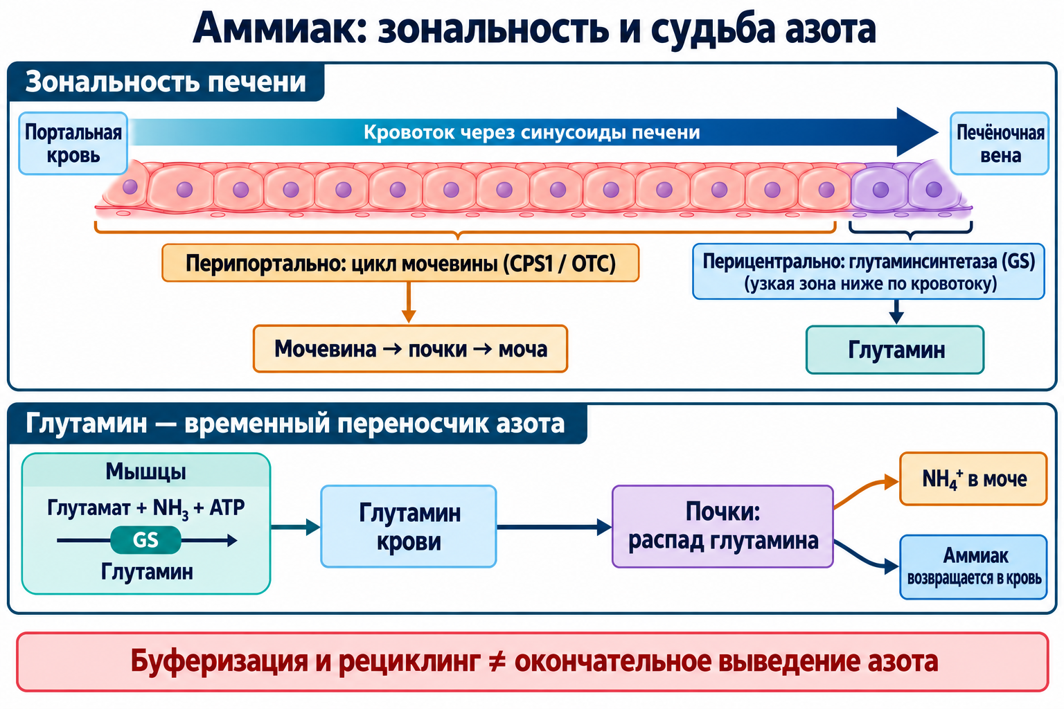 Перипортальный цикл мочевины и узкая перицентральная зона глутаминсинтетазы; мышечный глутамин как временный переносчик азота с почечным выведением или возвратом аммиака в кровь.