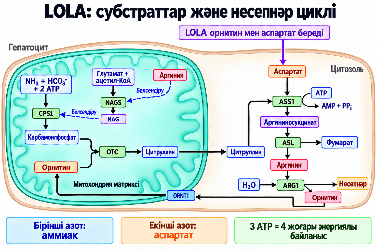 Несепнәр циклінің митохондриялық және цитозольдік кезеңдері, аргининнің NAGS-ты, NAG-тың CPS1-ді белсендіруі, азоттың екі көзі және орнитиннің қайта айналымы.